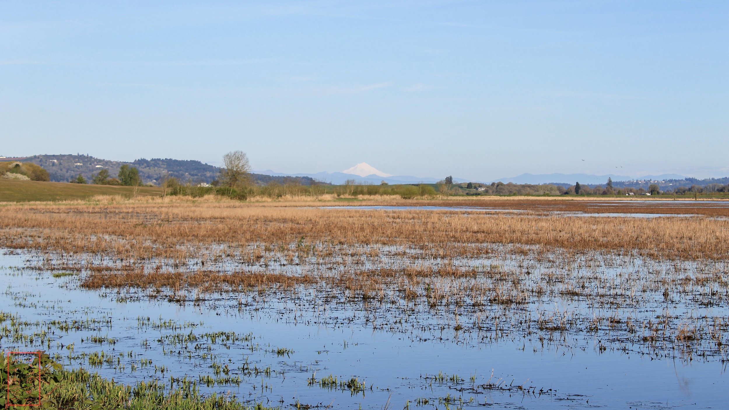 OR: Baskett Slough