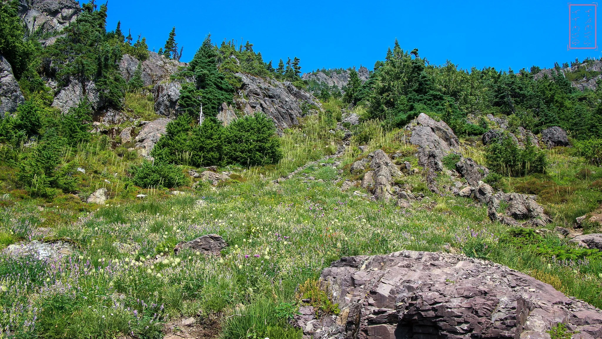 WA: Mount Ellinor