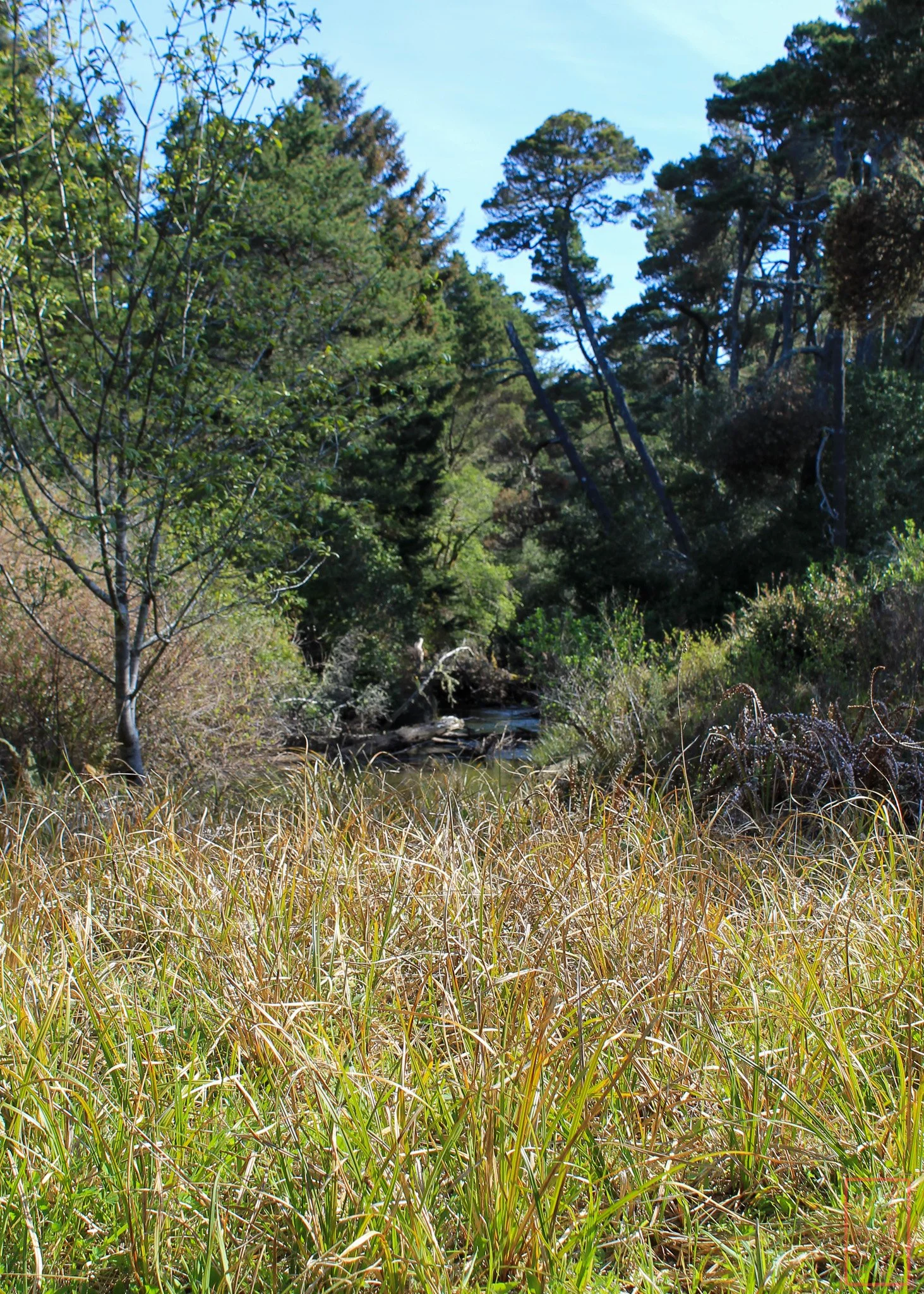 OR: Sutton Creek