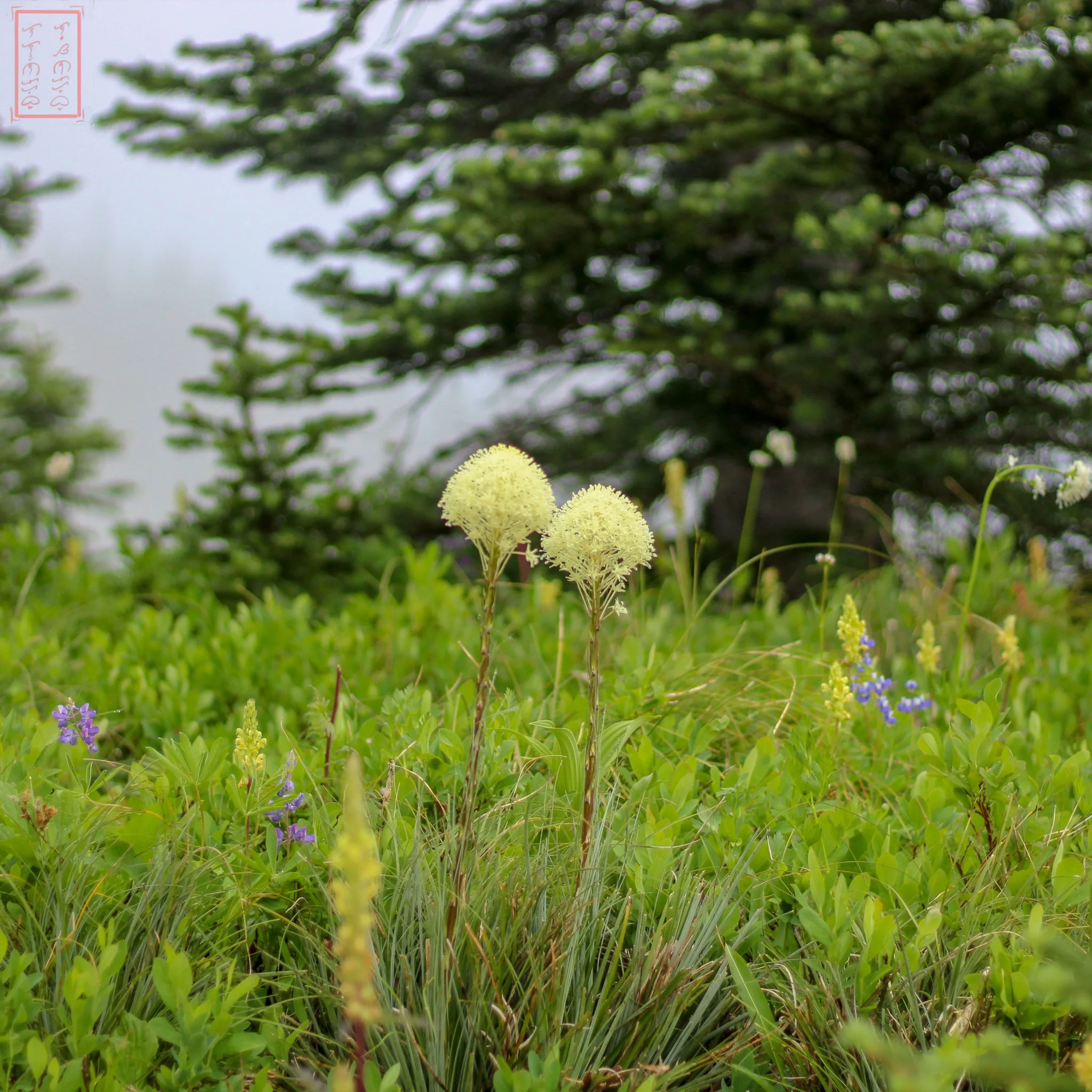 WA: Naches Peak Loop