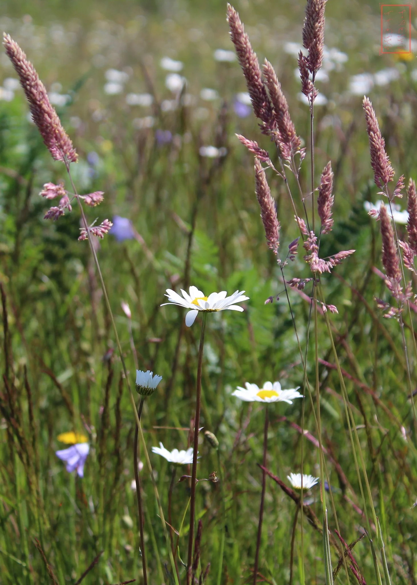 WA: Mima Mounds
