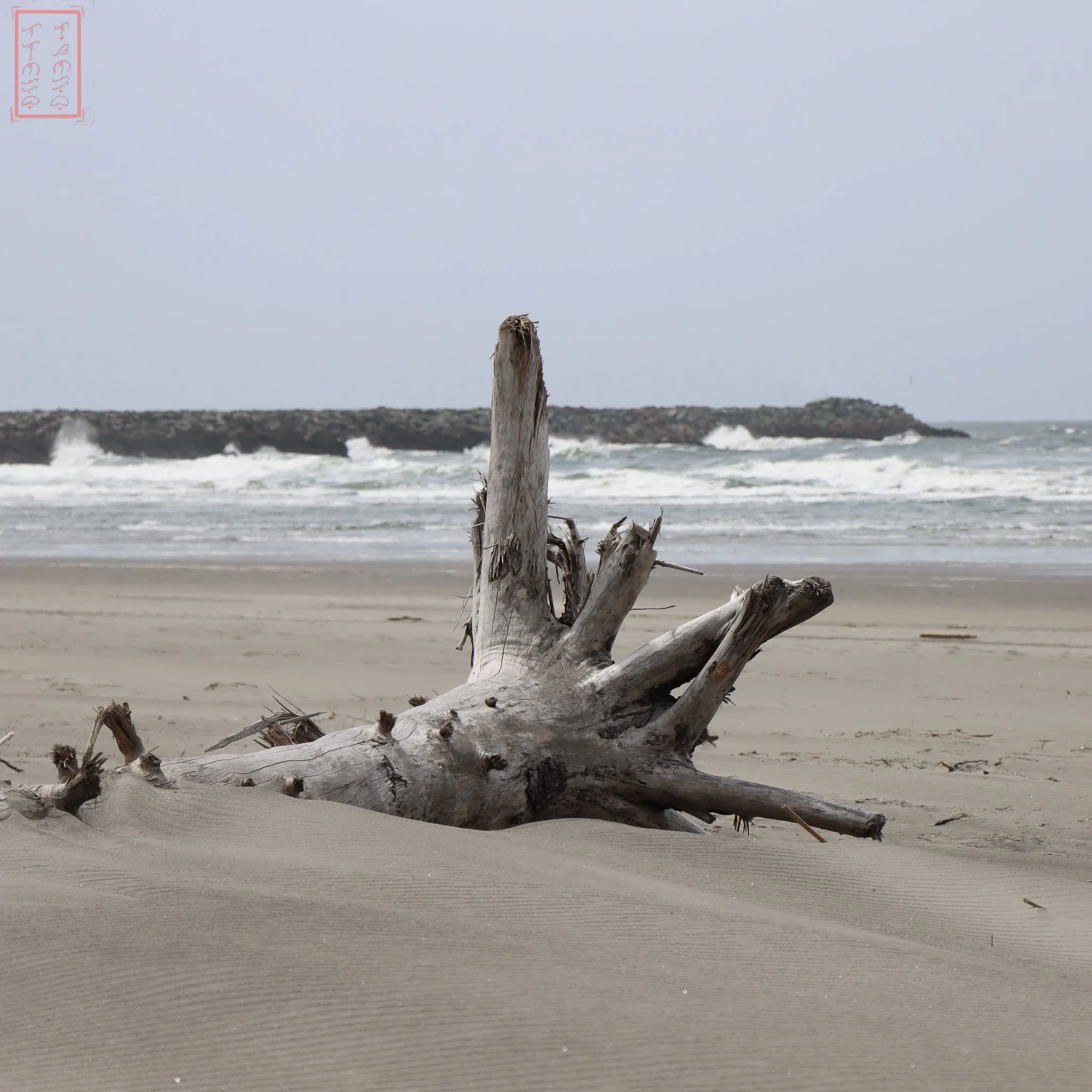 WA: Cape Disappointment