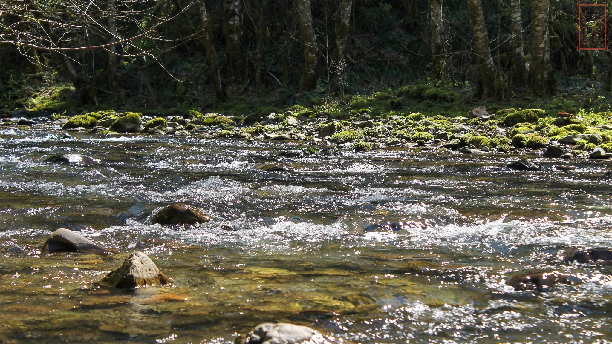 WA: Panther Creek