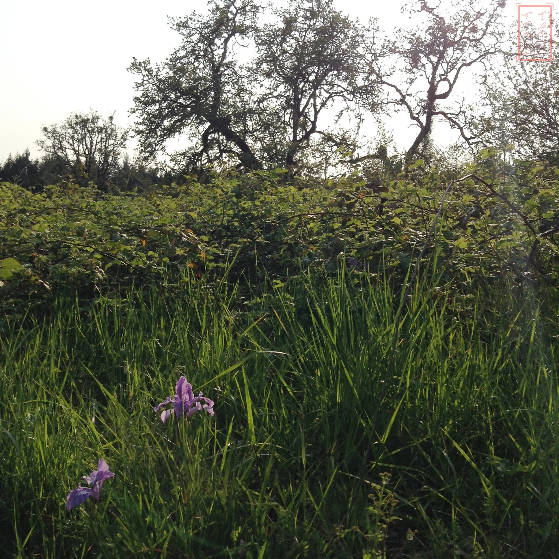OR: William L. Finley National Wildlife Refuge