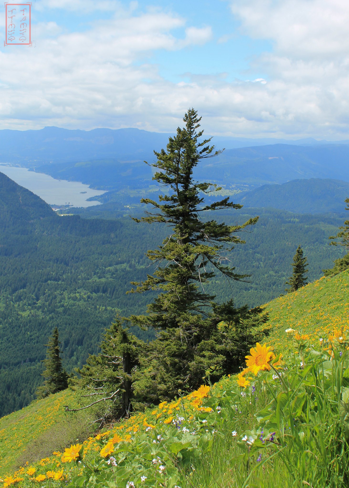 WA: Dog Mountain