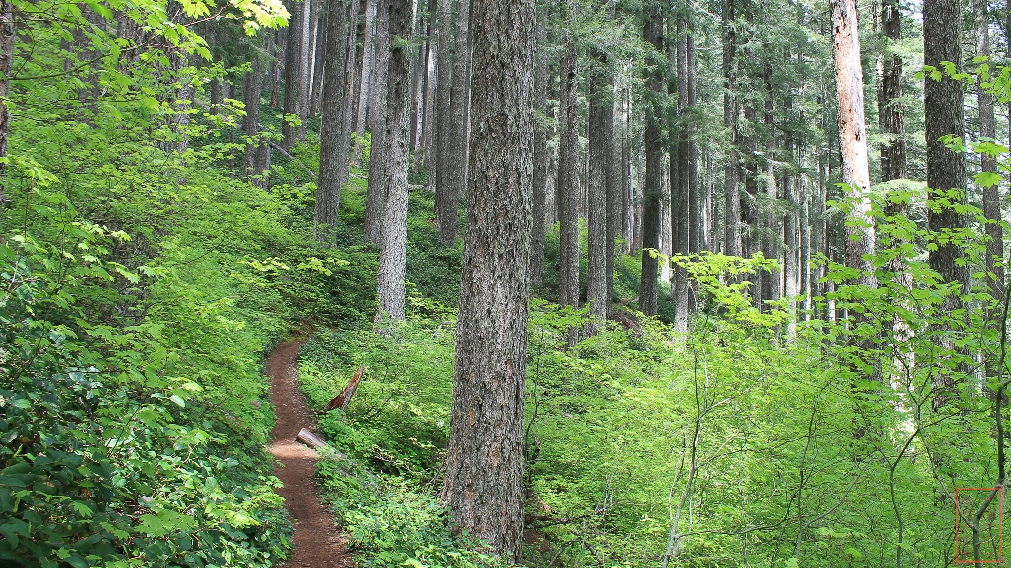 OR: Mary's Peak