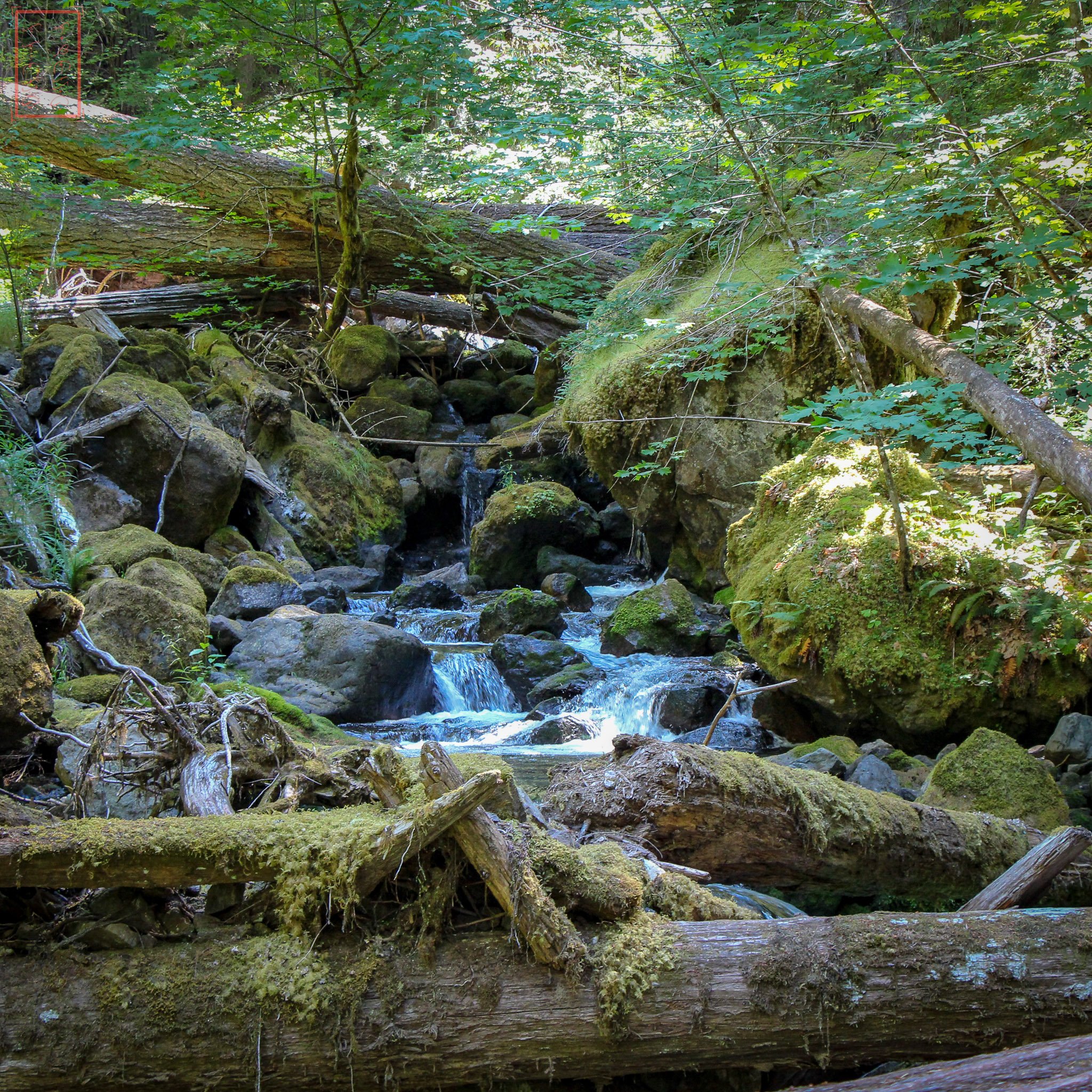 WA: Silver Falls
