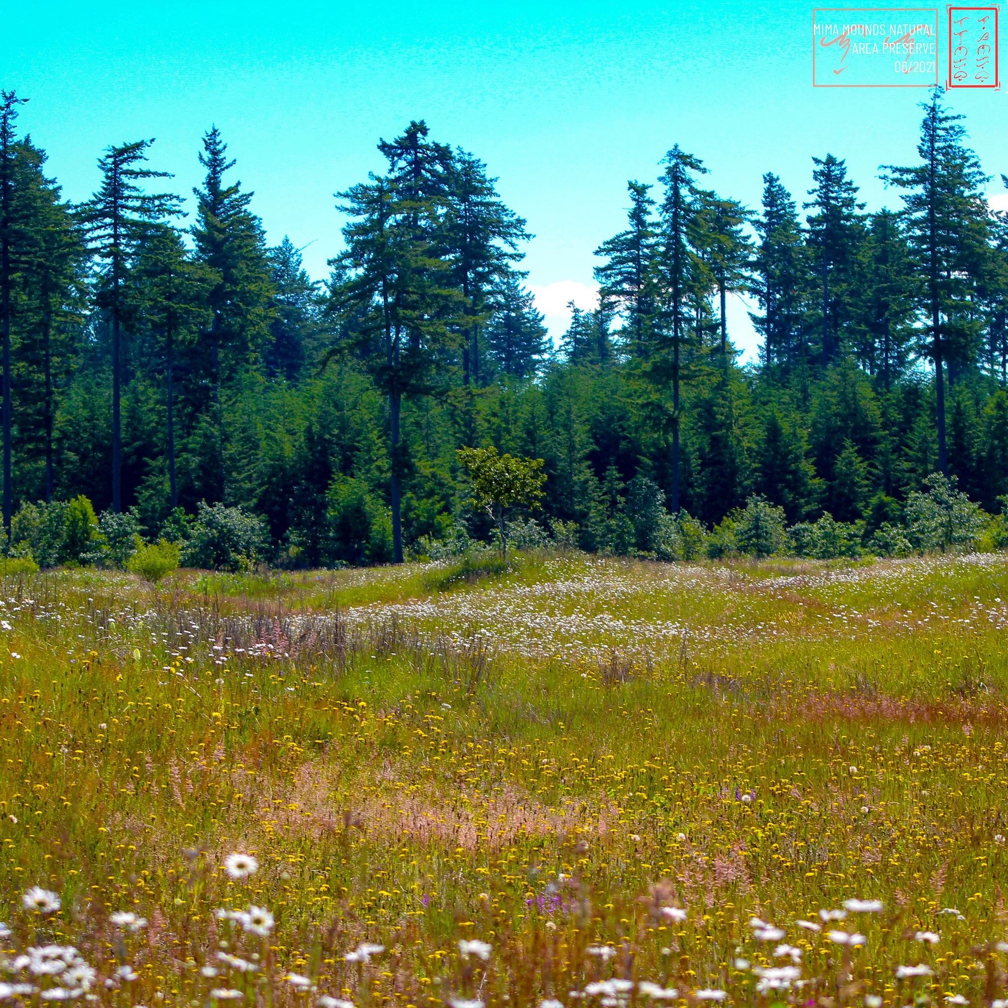 WA: Mima Mounds