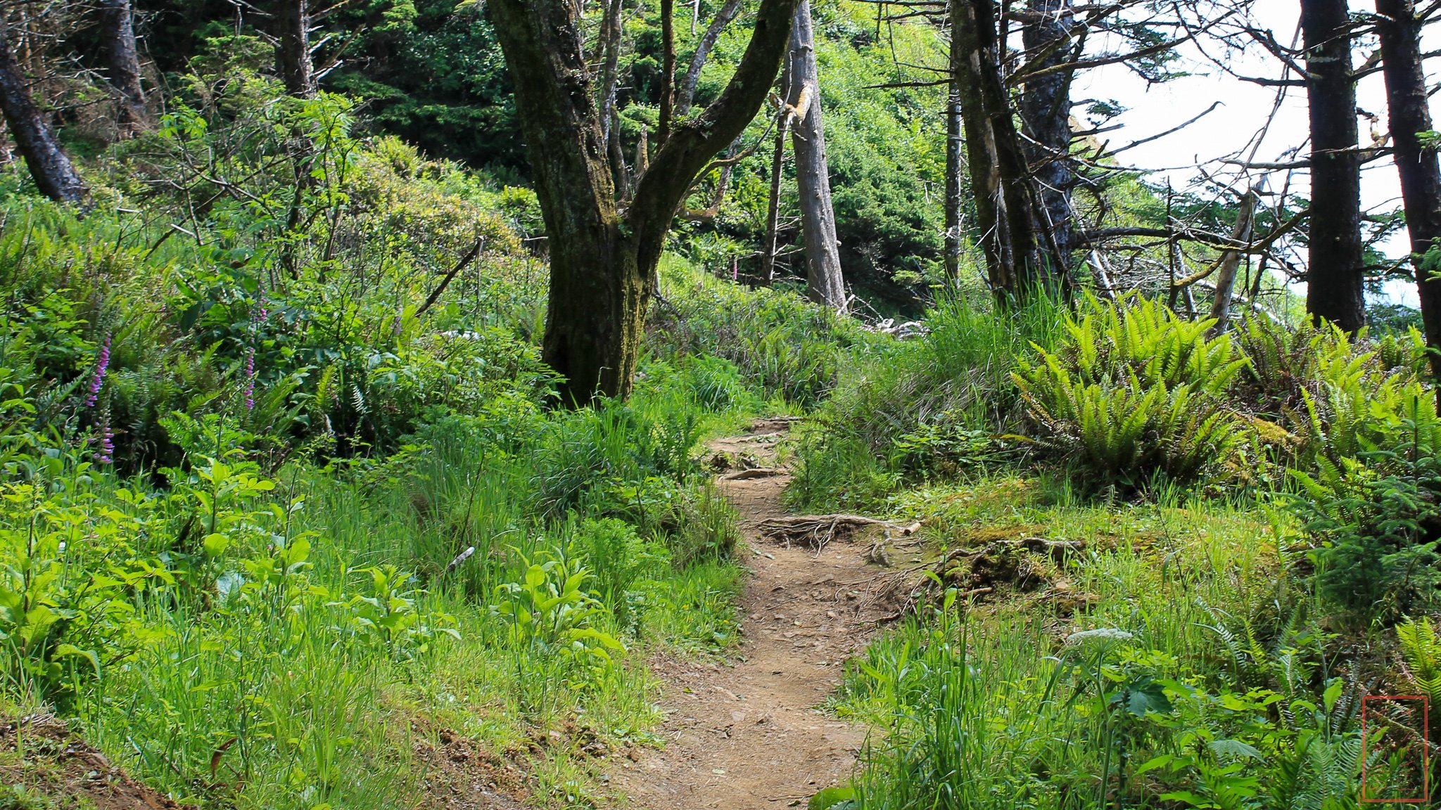 OR: Ecola State Park