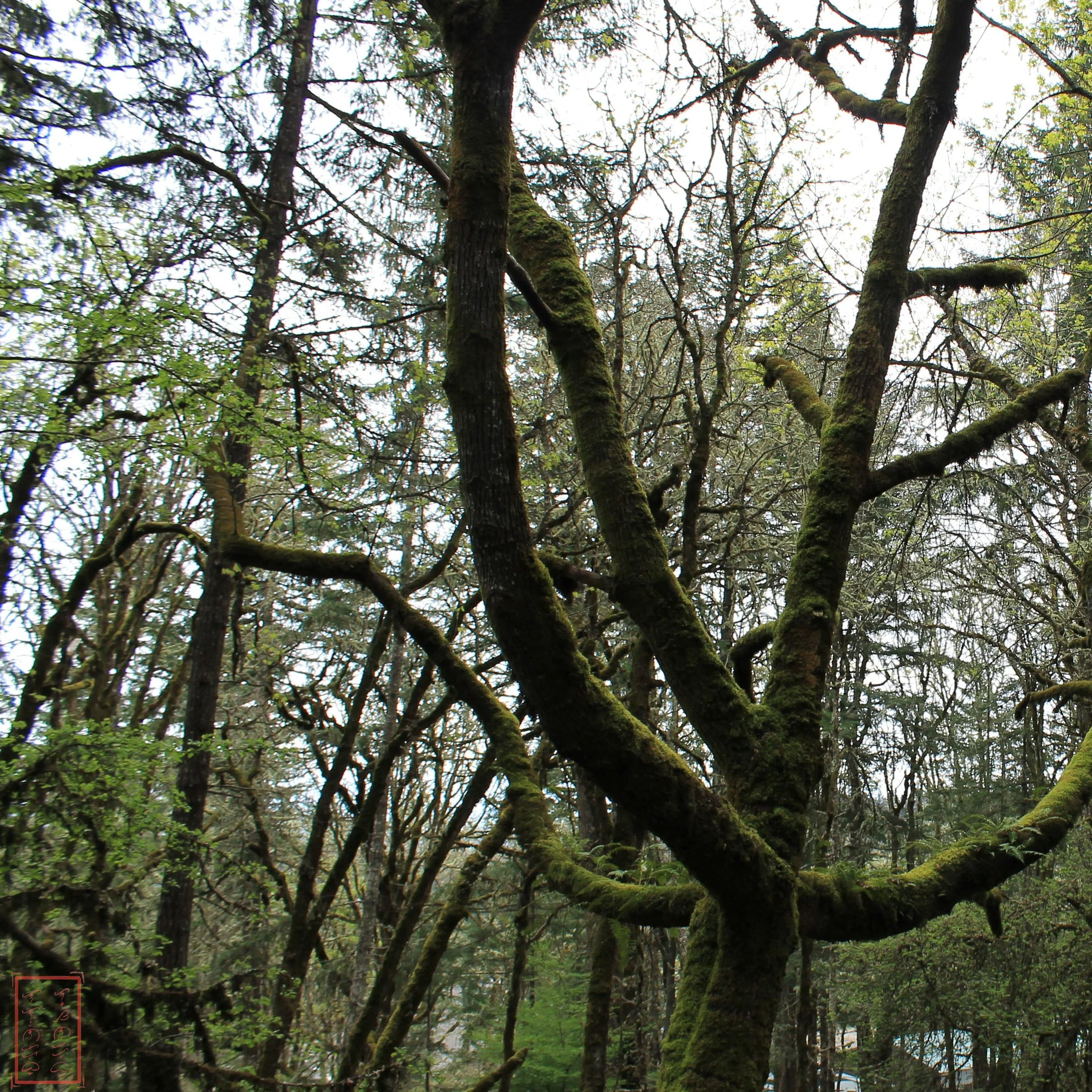 OR: Chip Ross Park and Dimple Hill