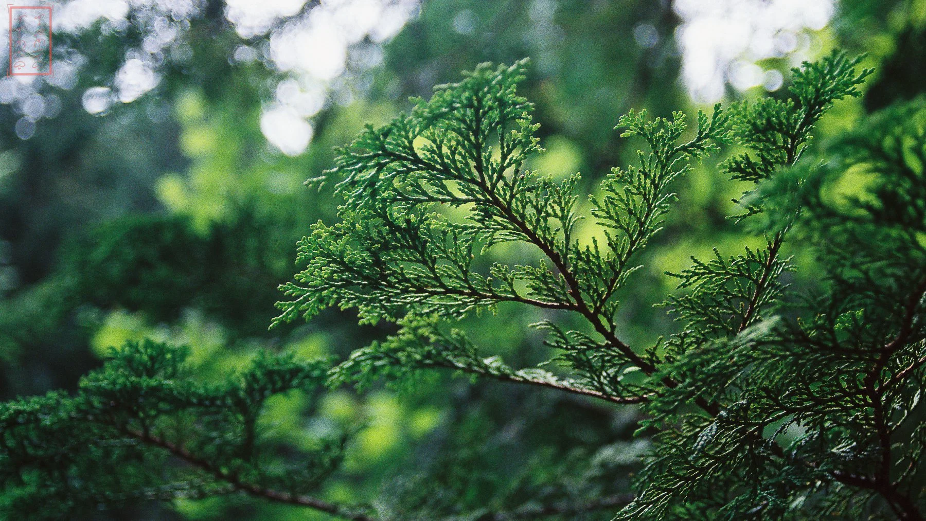 0_Portland_16x9-2.jpg