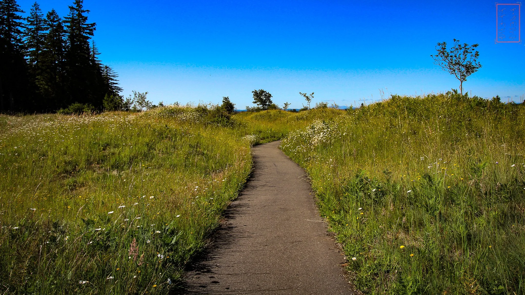 WA: Mima Mounds