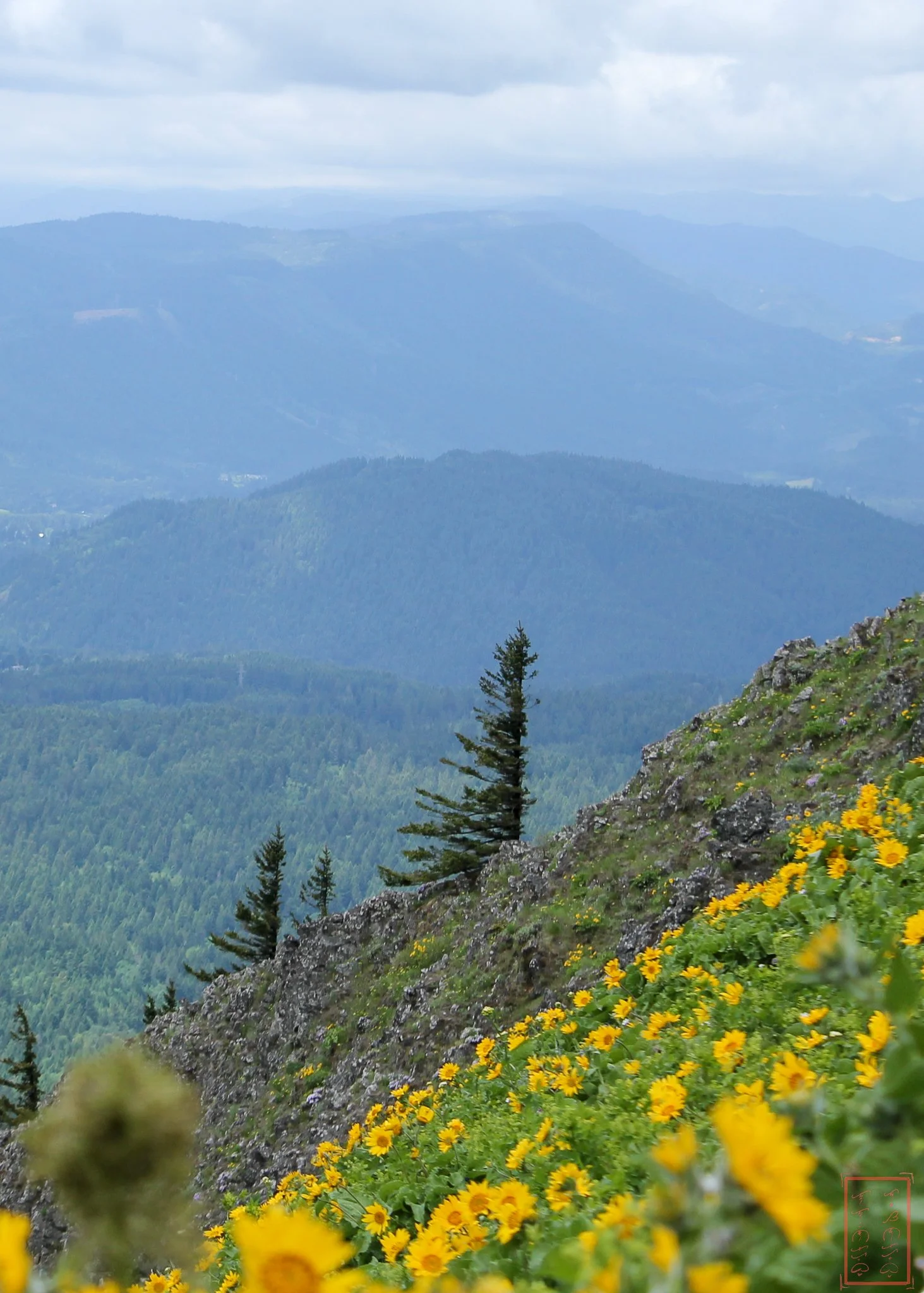 WA: Dog Mountain