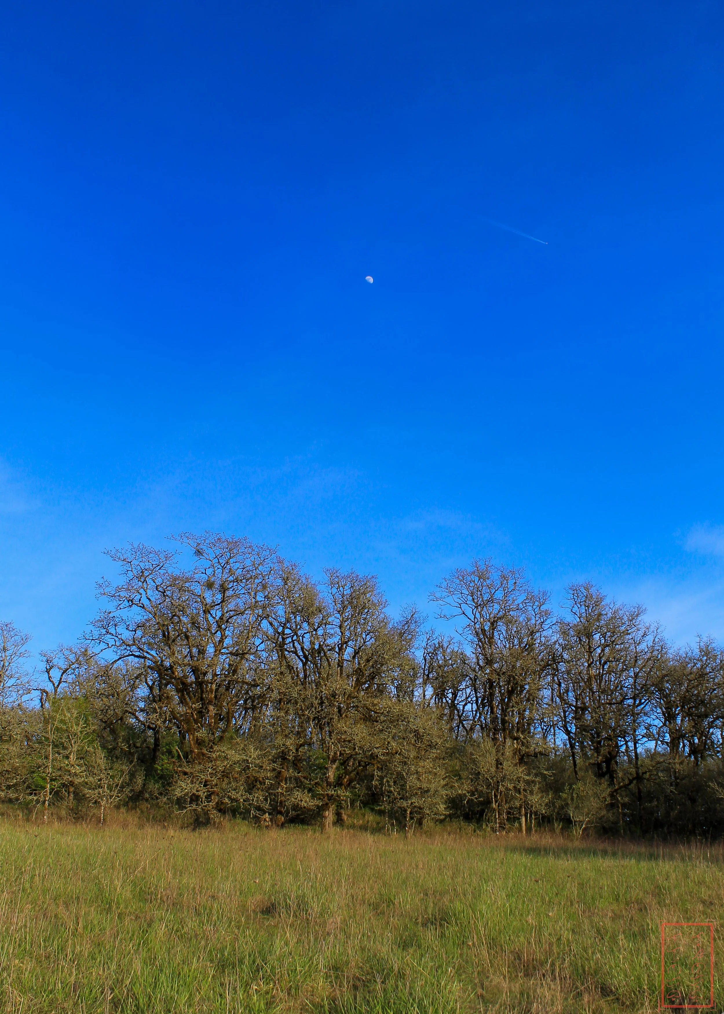 OR: Baskett Slough