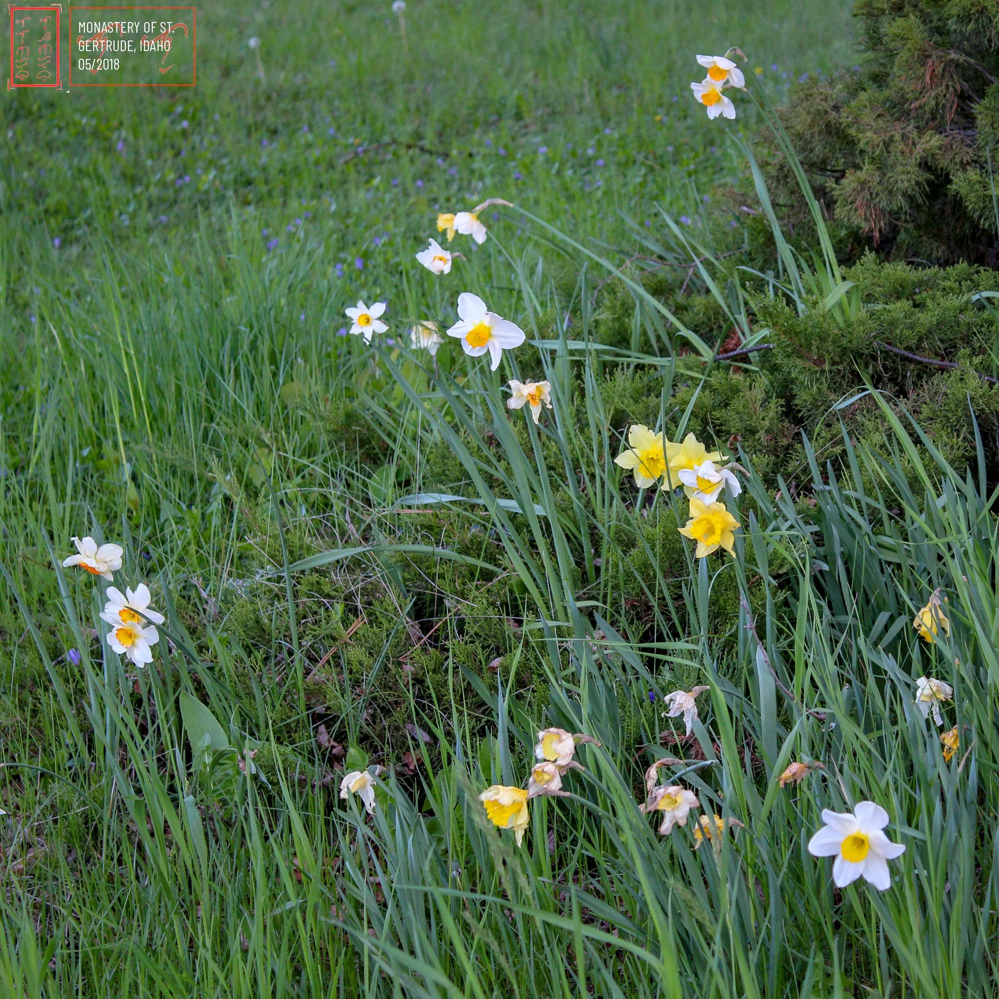 STGERTRUDES_1X1-1.jpg
