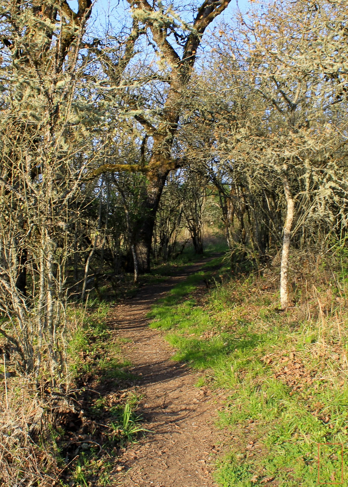 OR: Baskett Slough