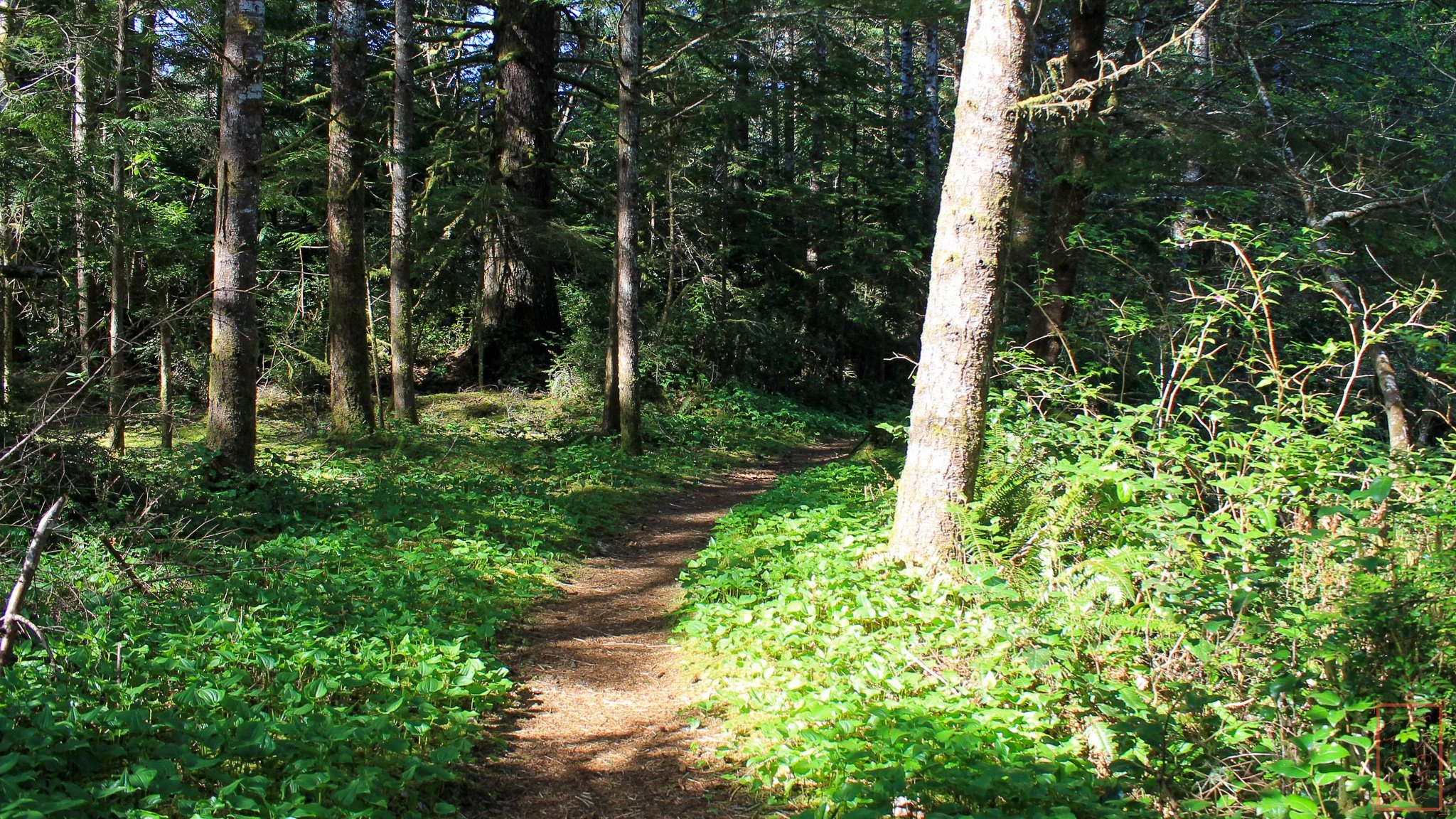 OR: Sutton Creek