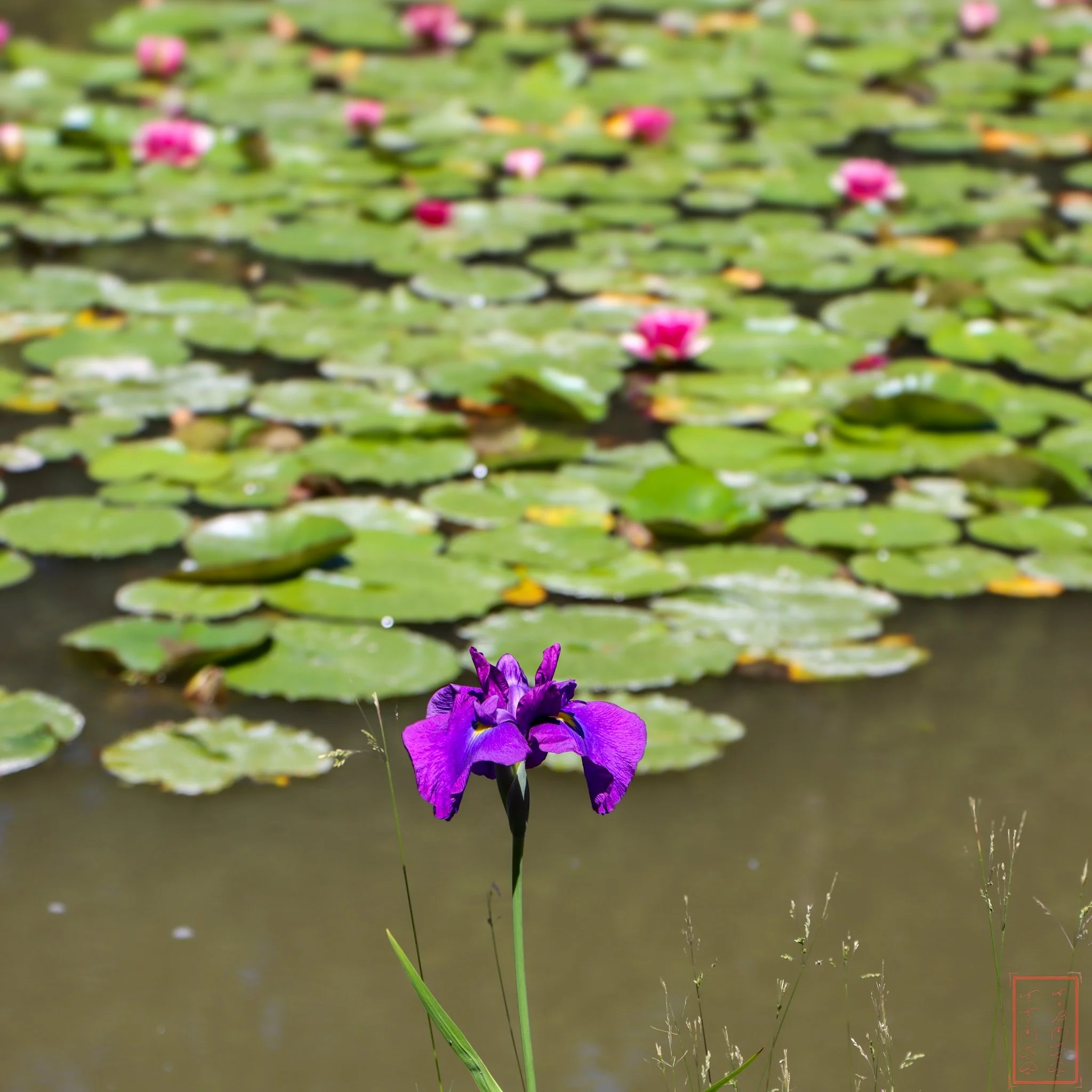 JapaneseGardens_1x1-10.jpg