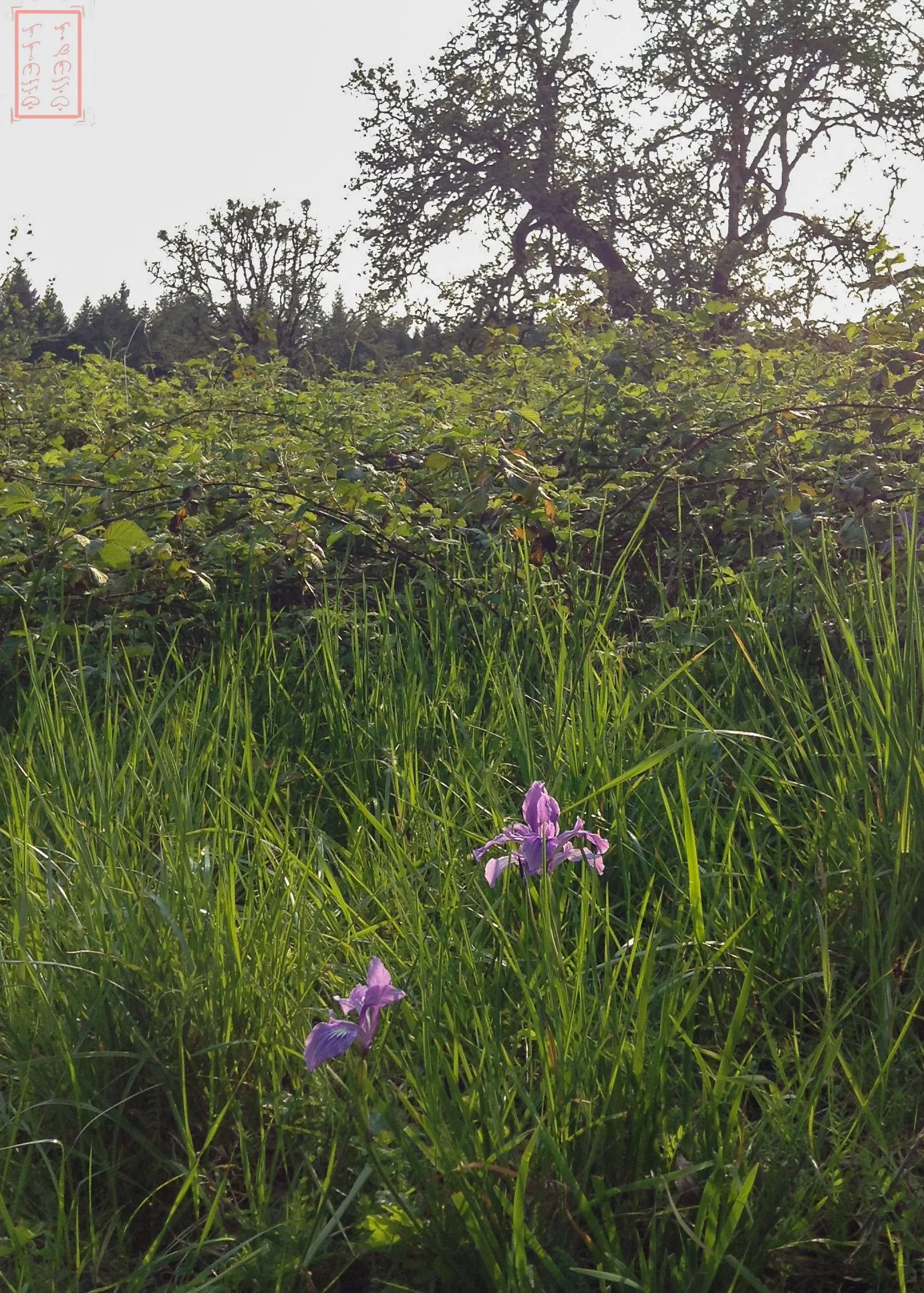 OR: William L. Finley National Wildlife Refuge