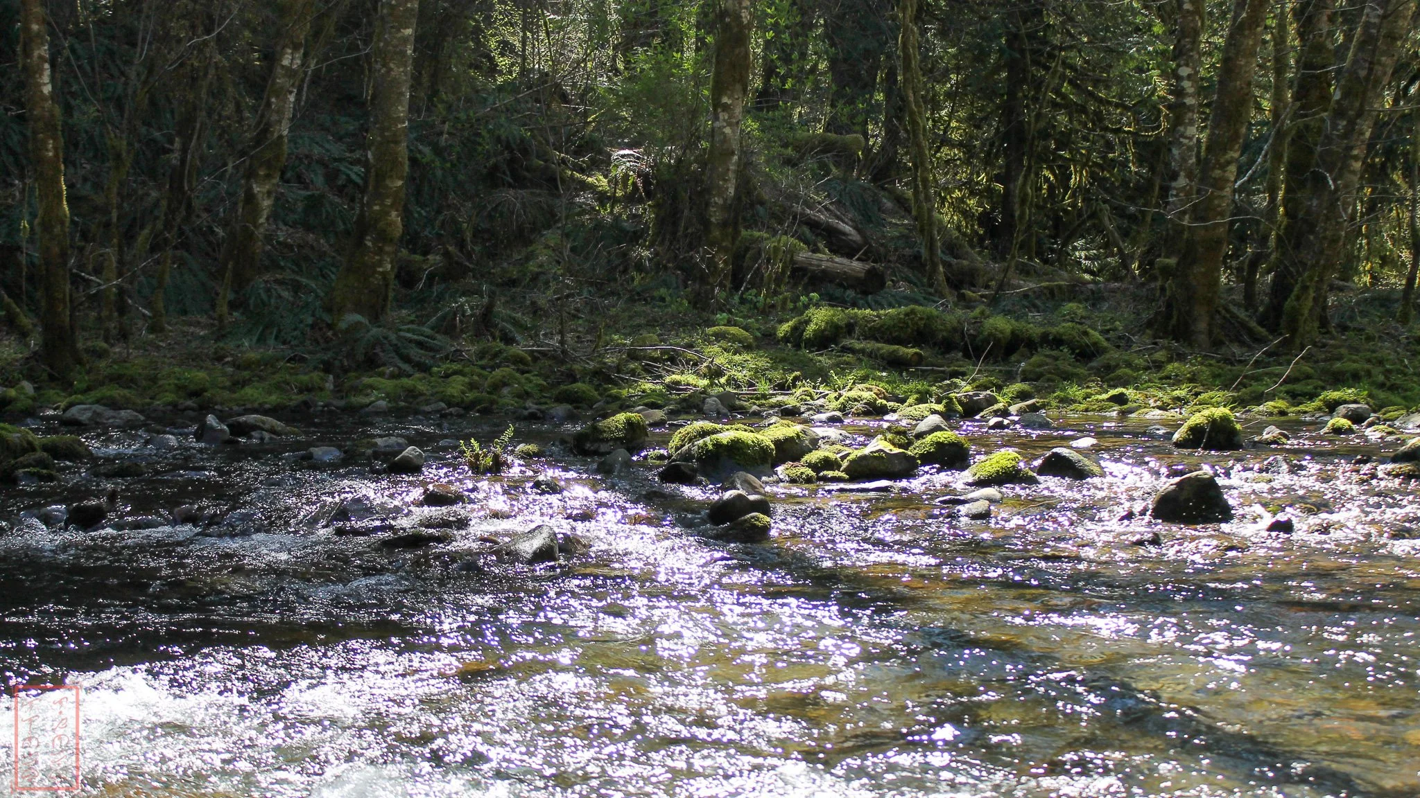 WA: Panther Creek