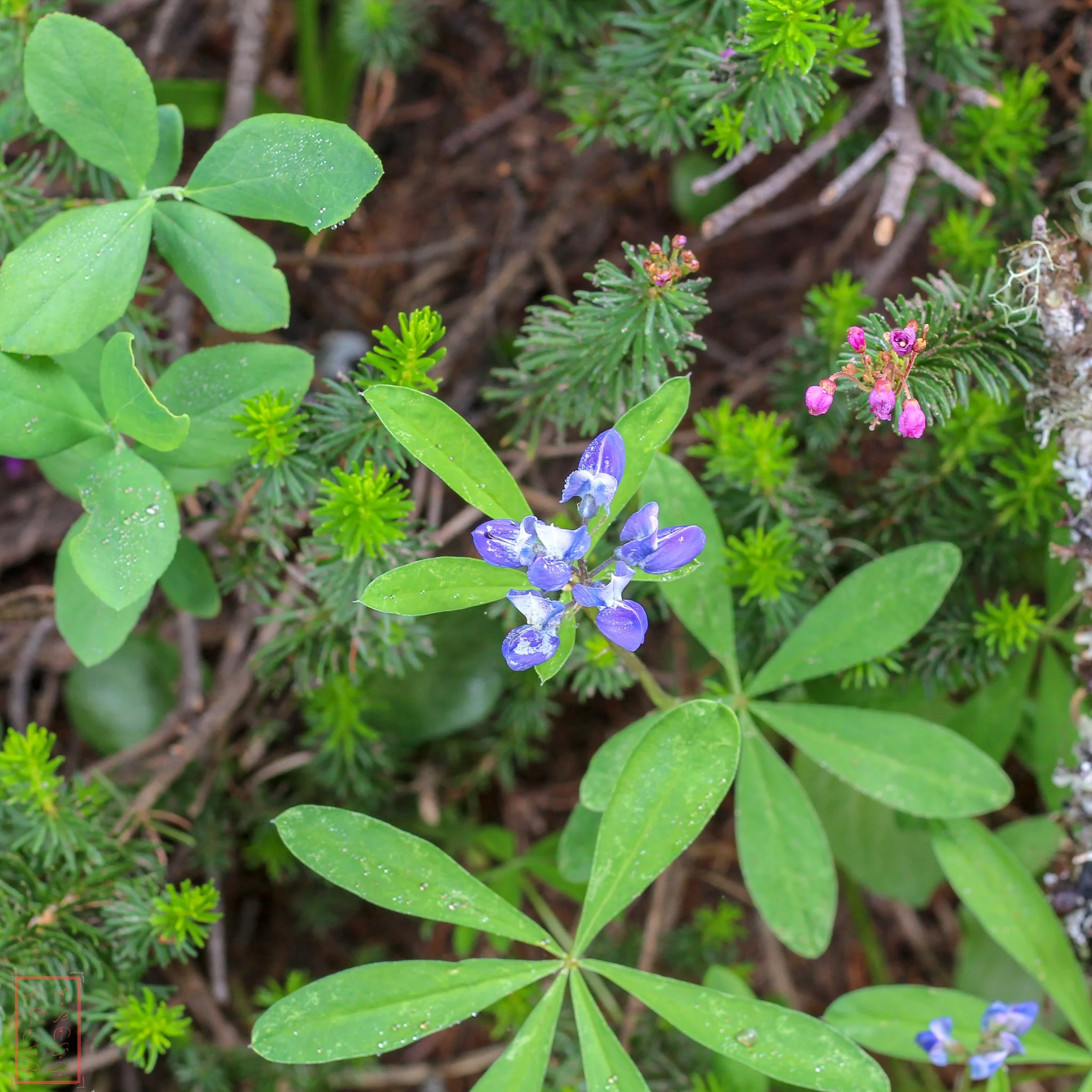 WA: Naches Peak Loop