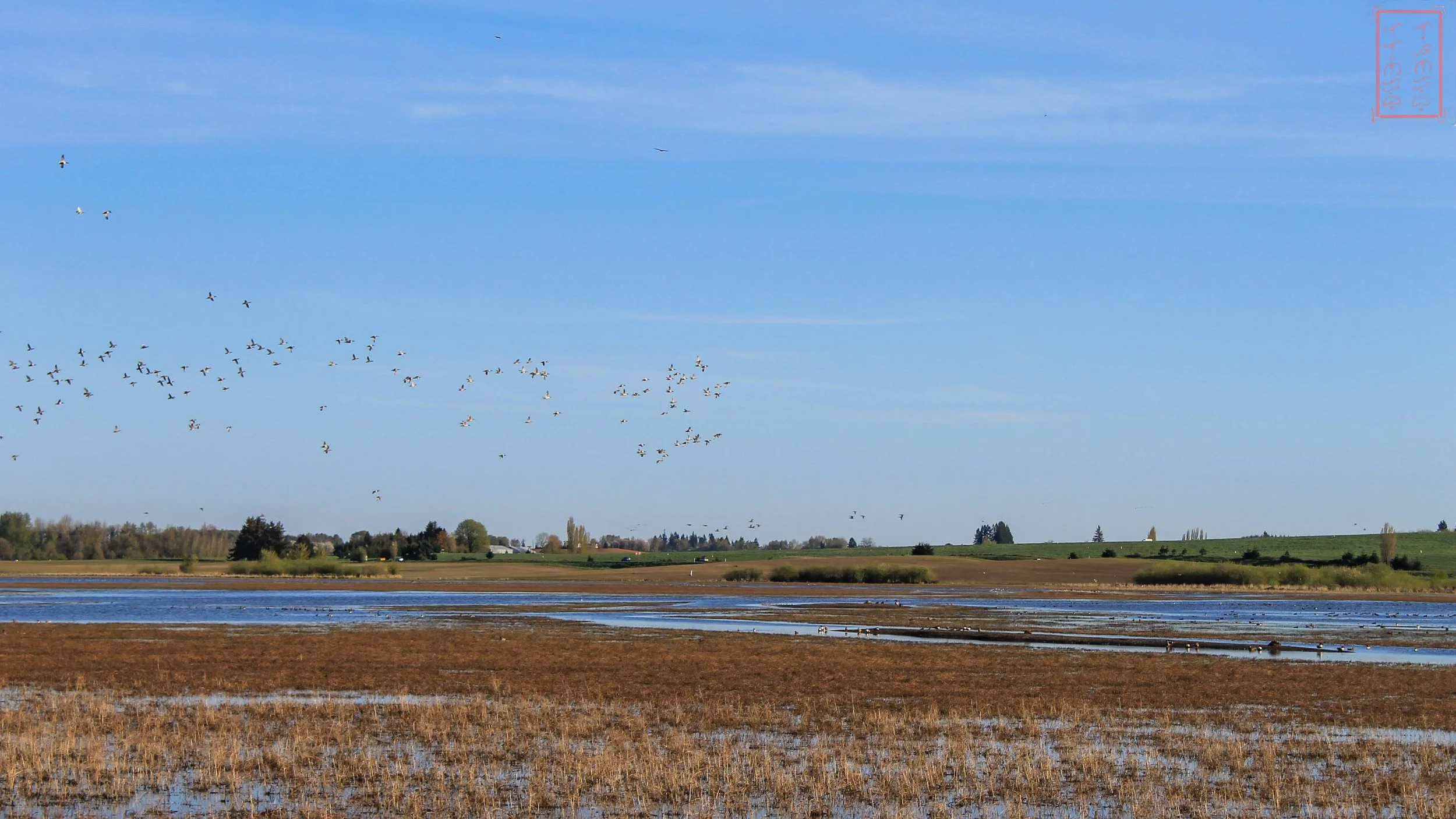 OR: Baskett Slough