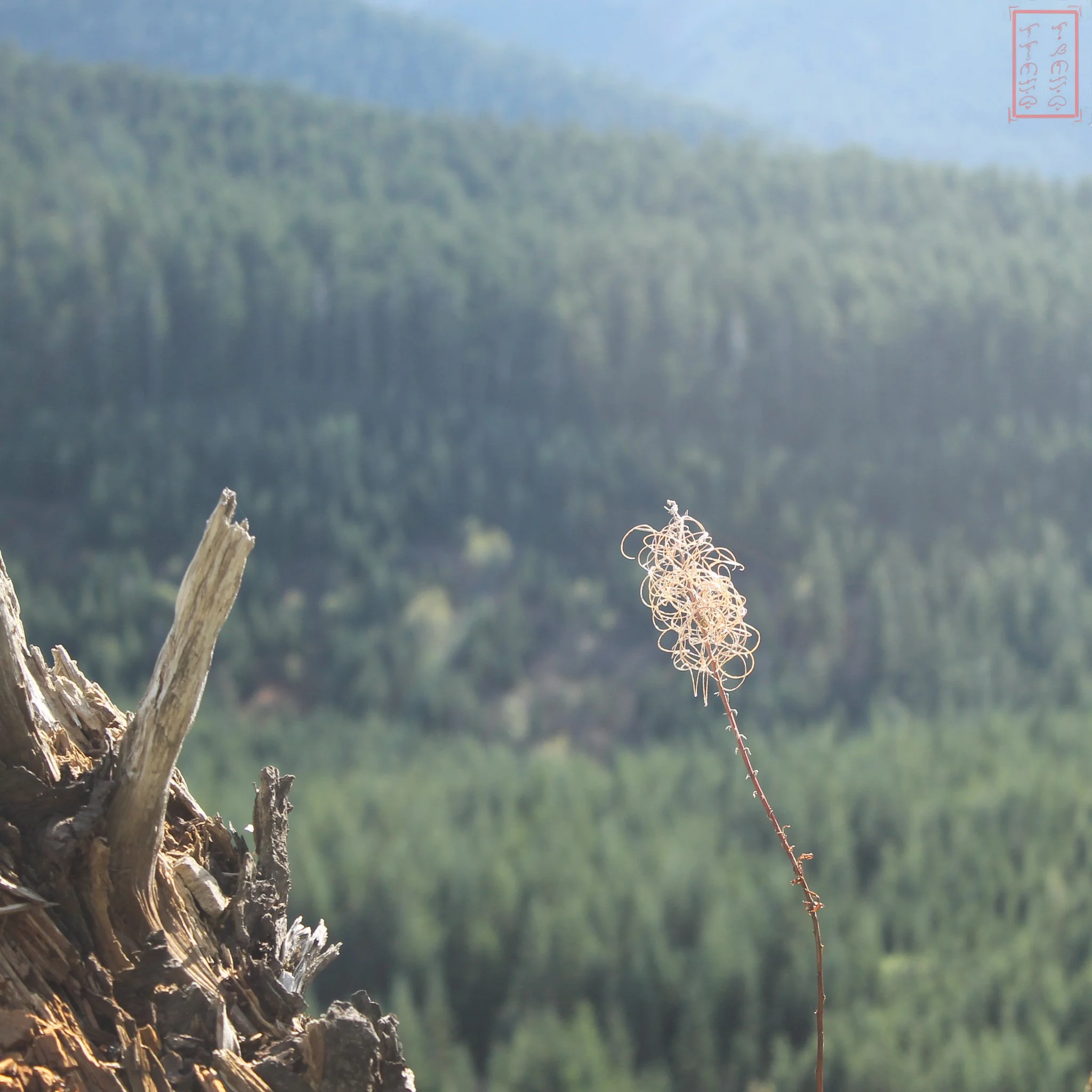 OR: Pacific Crest Trail 200