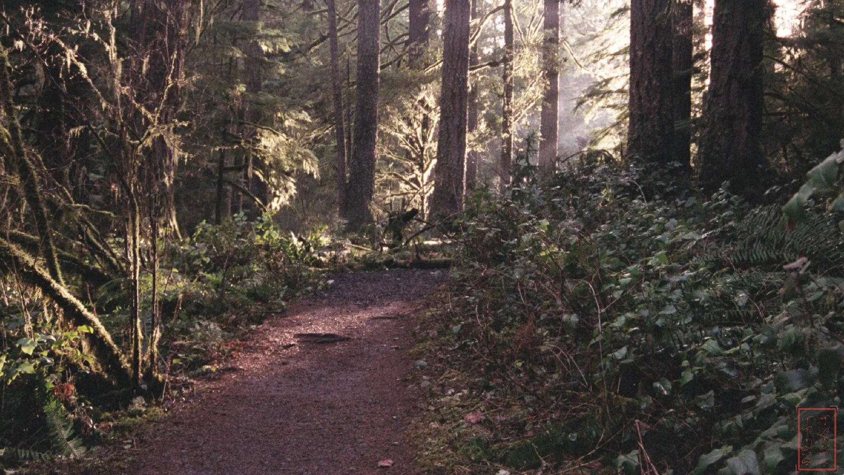 OR: Silver Falls