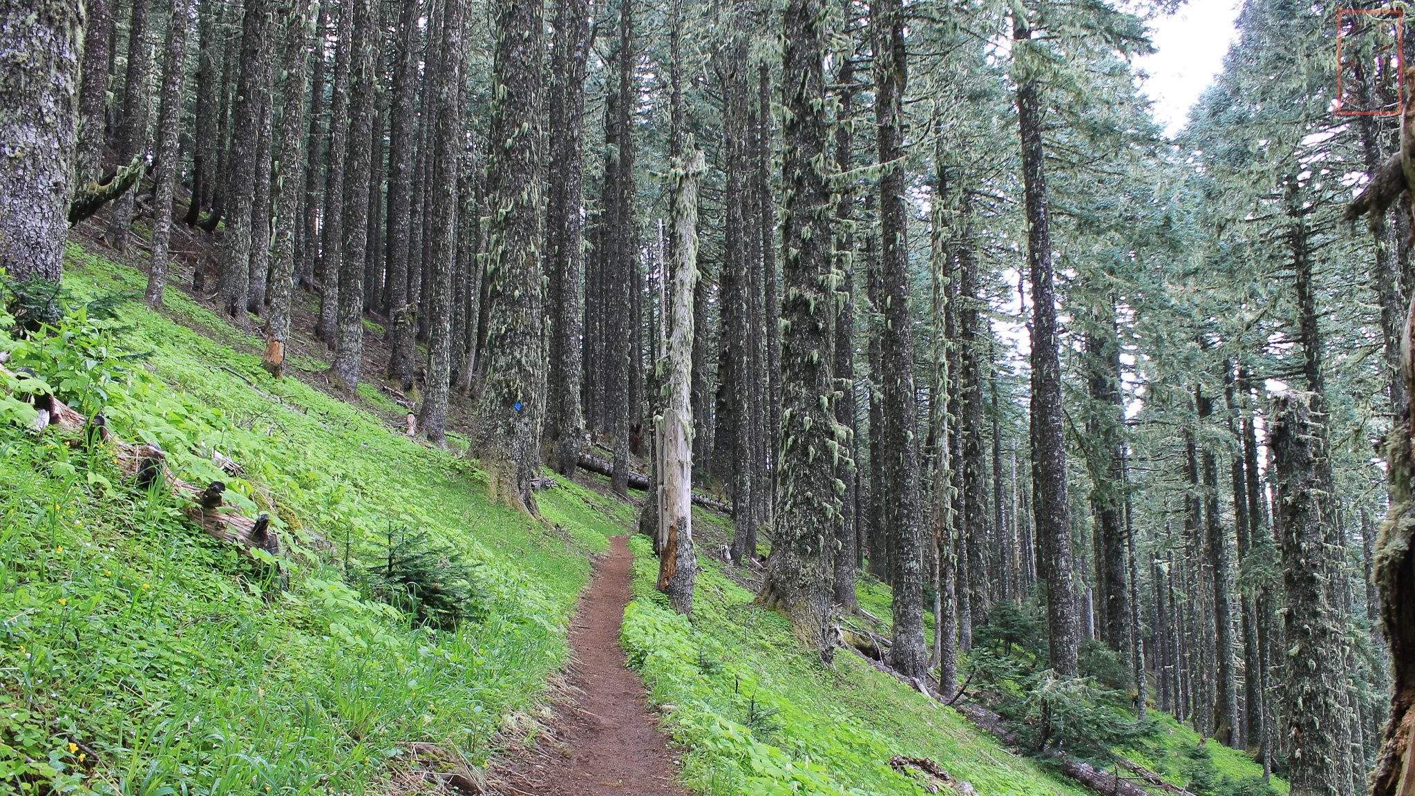 OR: Mary's Peak