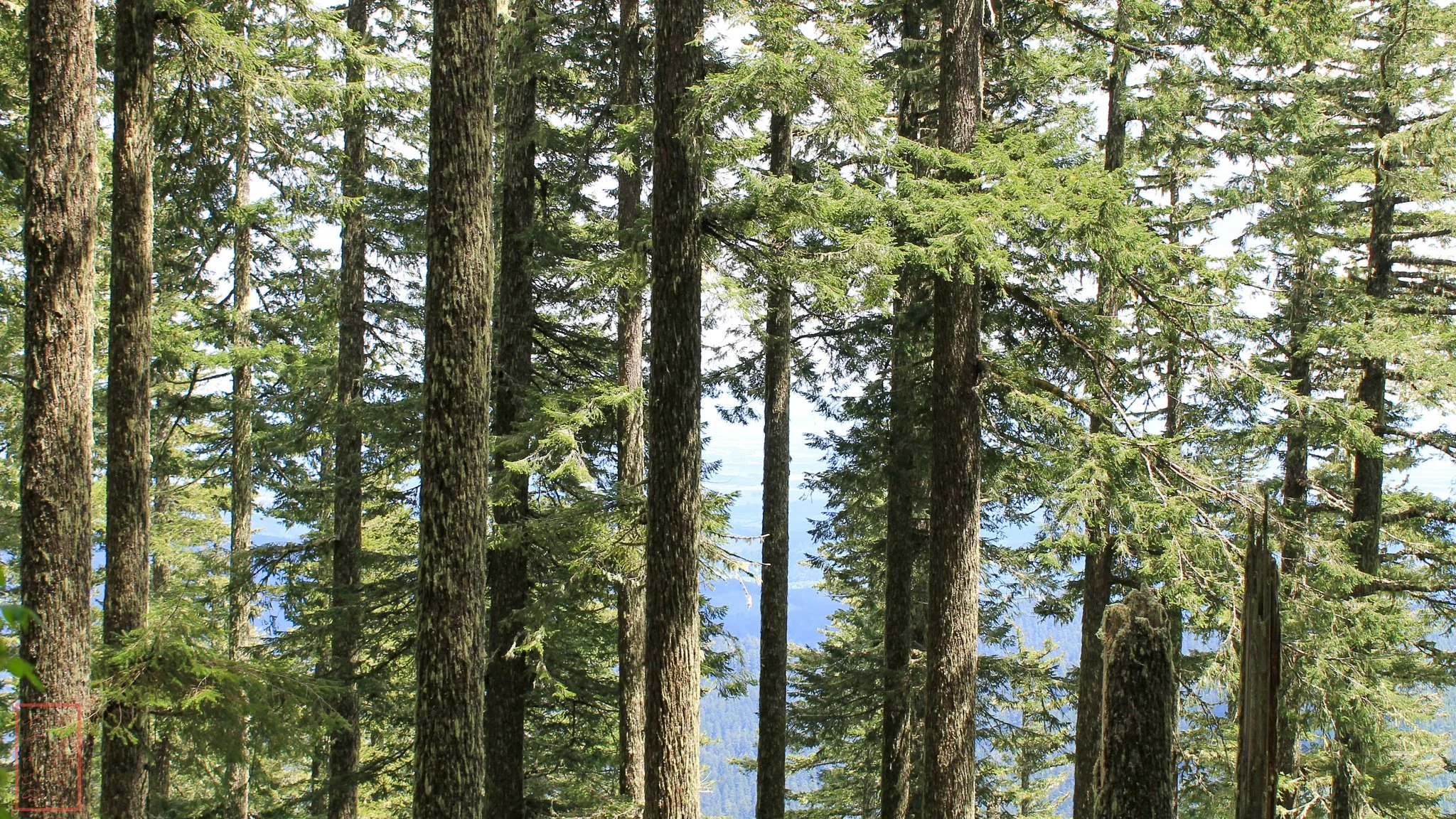 OR: Mary's Peak