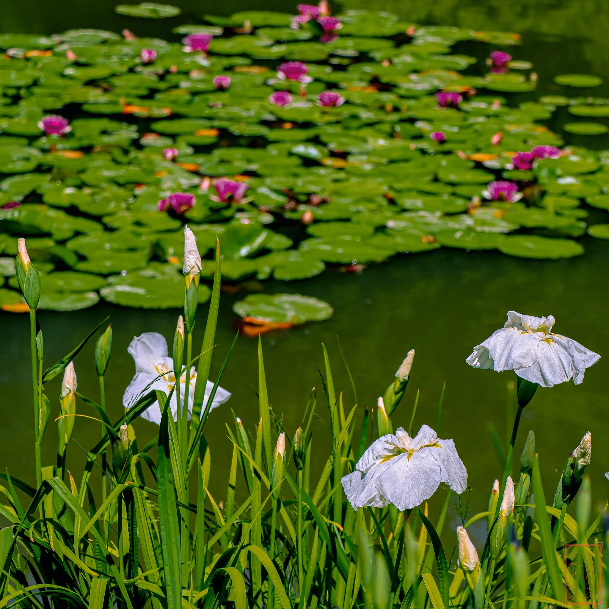 JapaneseGardens_1x1-9.jpg