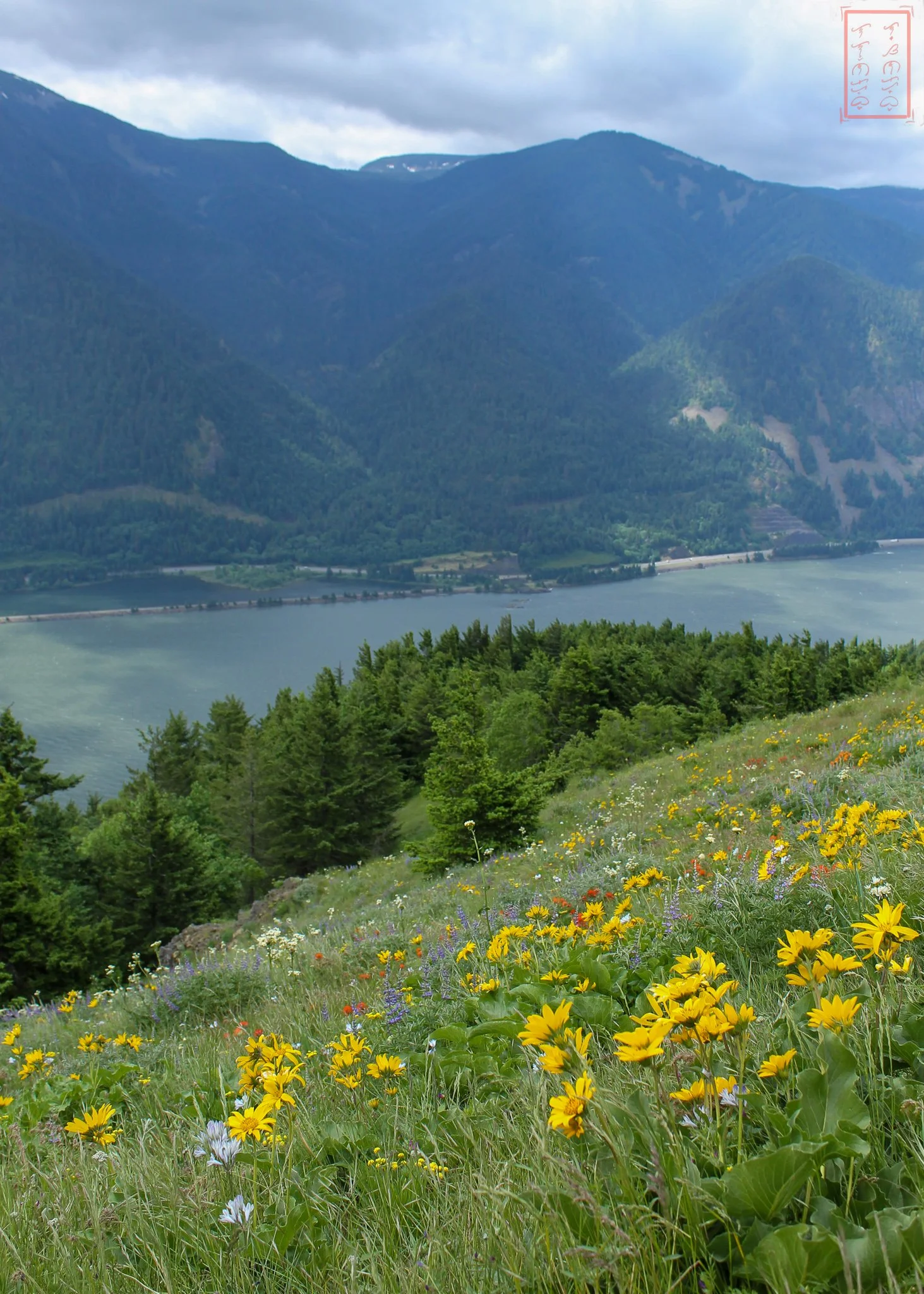 WA: Dog Mountain