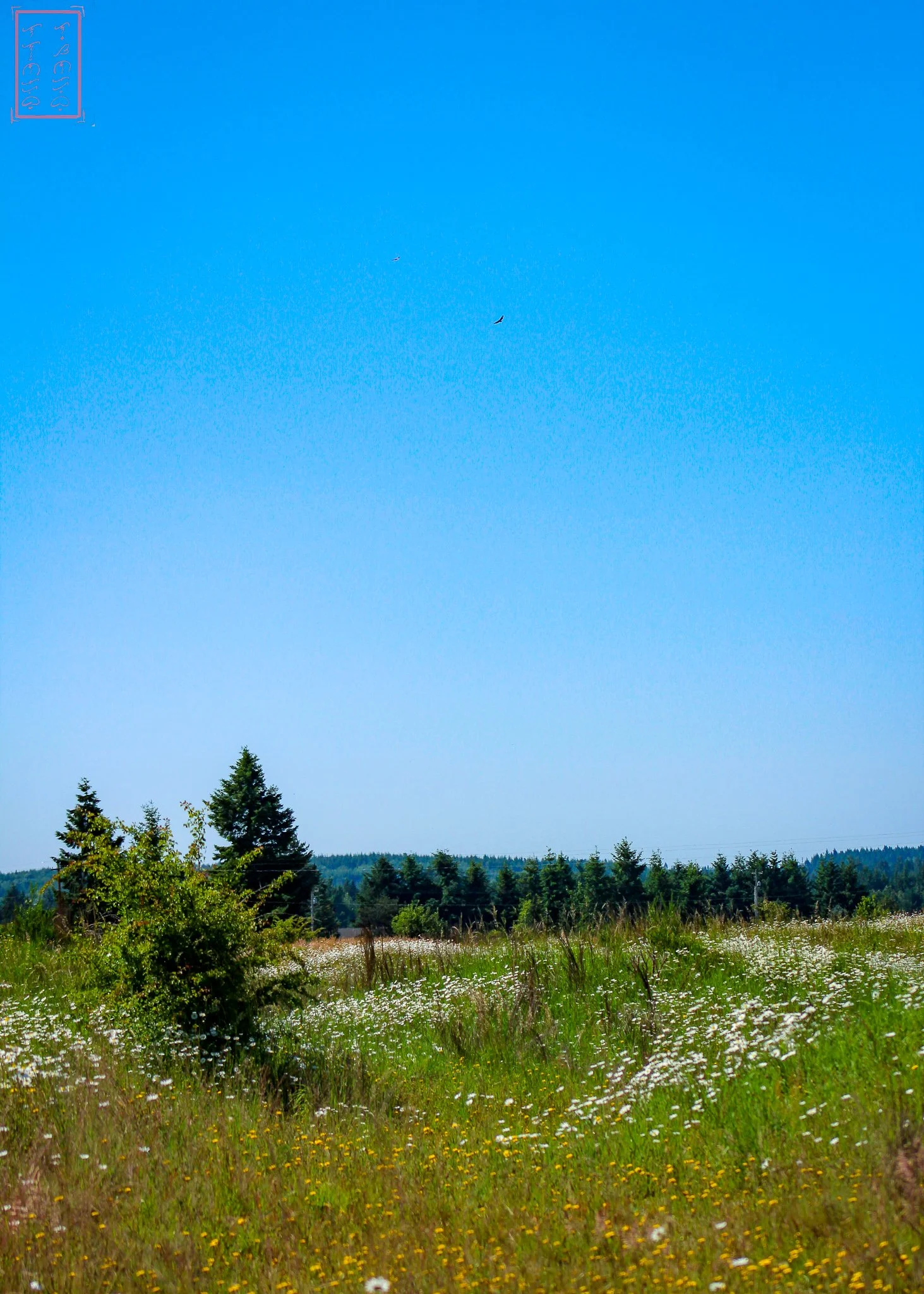 WA: Mima Mounds