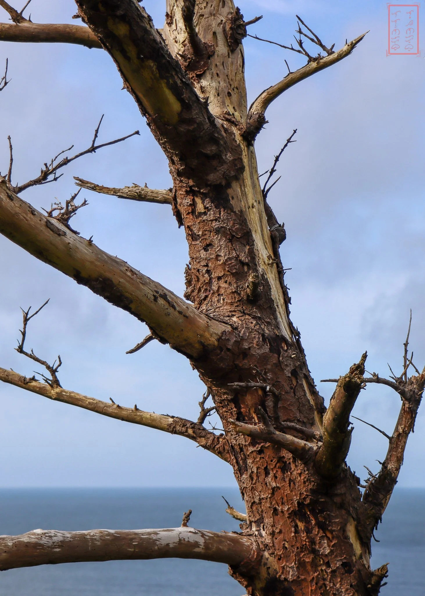 WA: Cape Disappointment