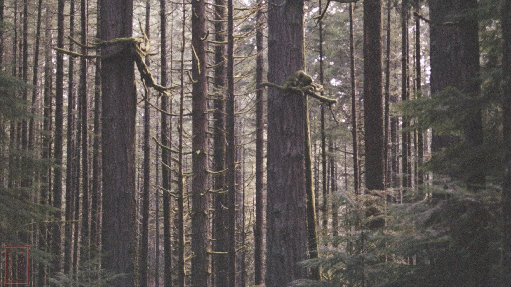 OR: Silver Falls