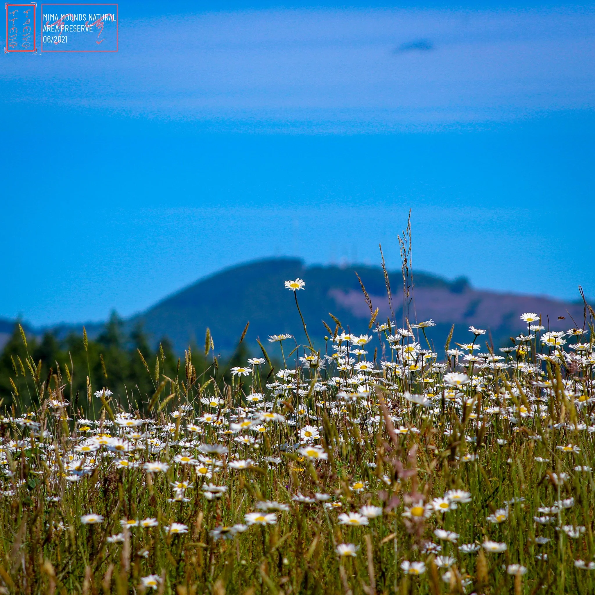 WA: Mima Mounds