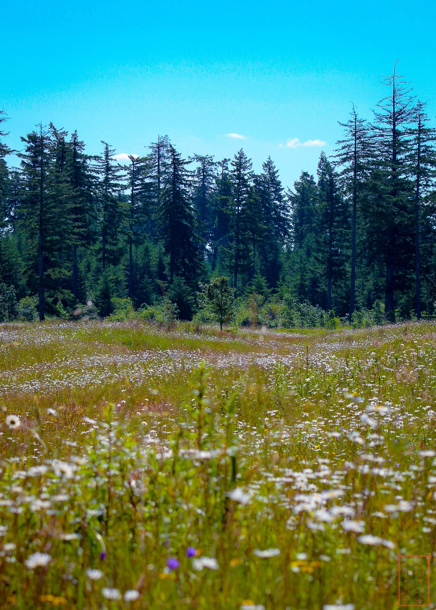 WA: Mima Mounds
