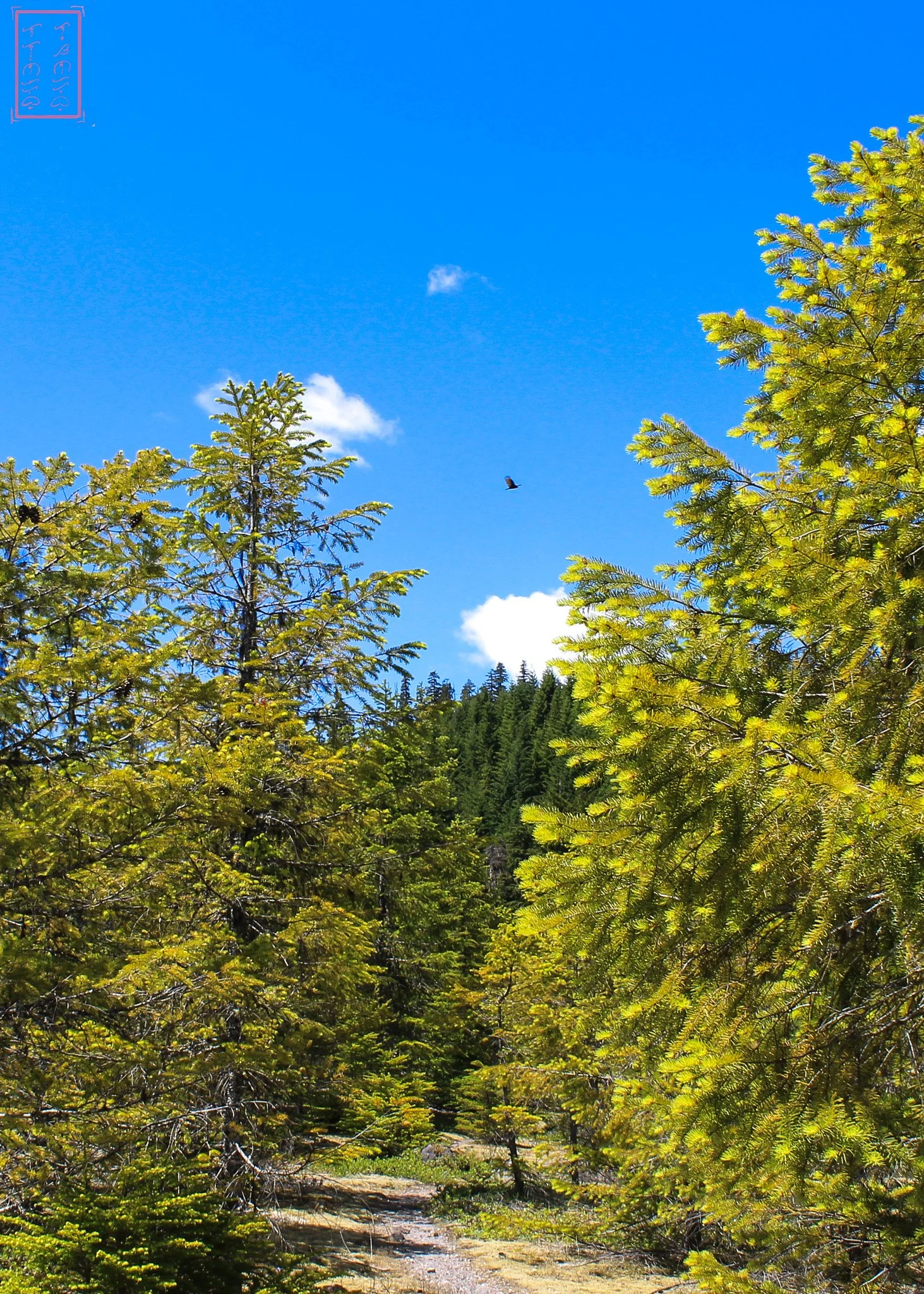 WA: Lava Canyon