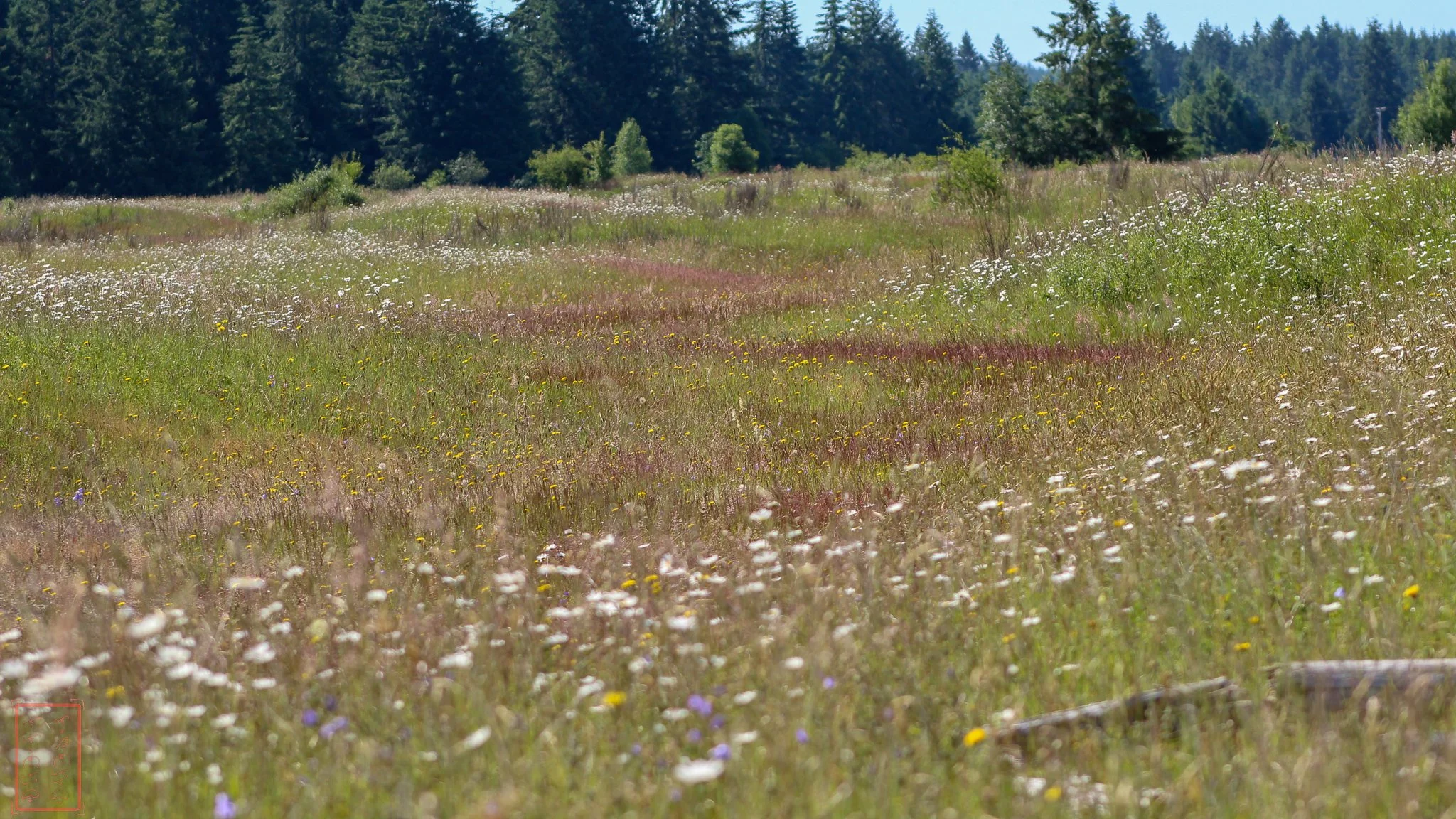 WA: Mima Mounds