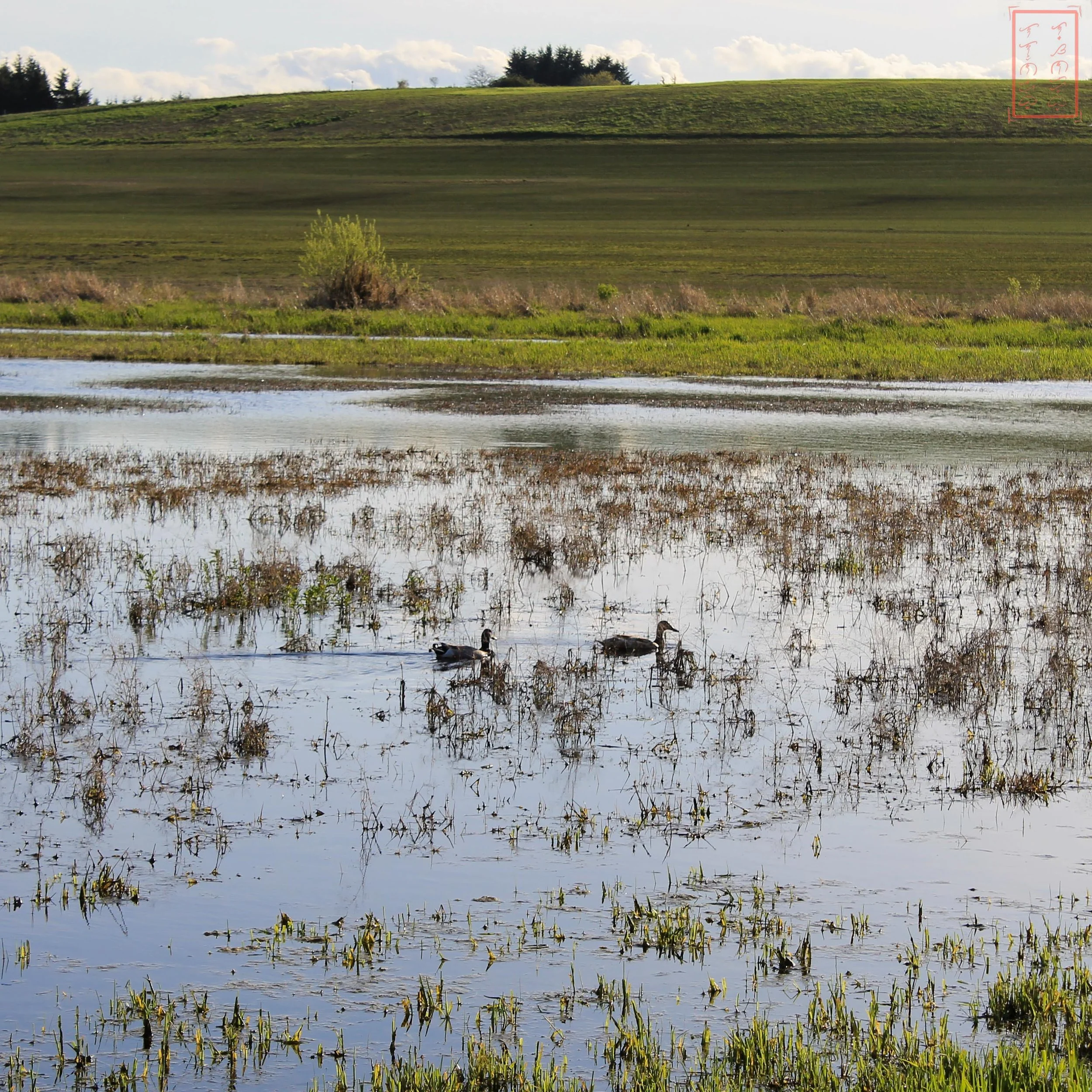OR: Baskett Slough
