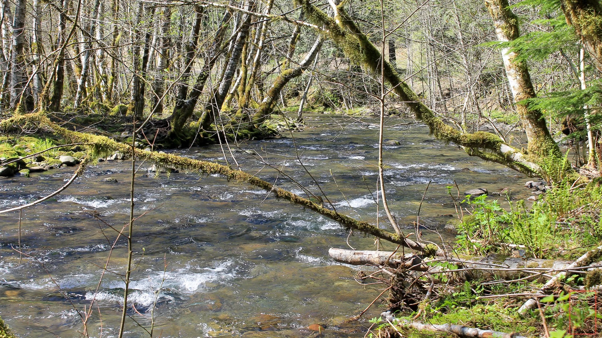 WA: Panther Creek