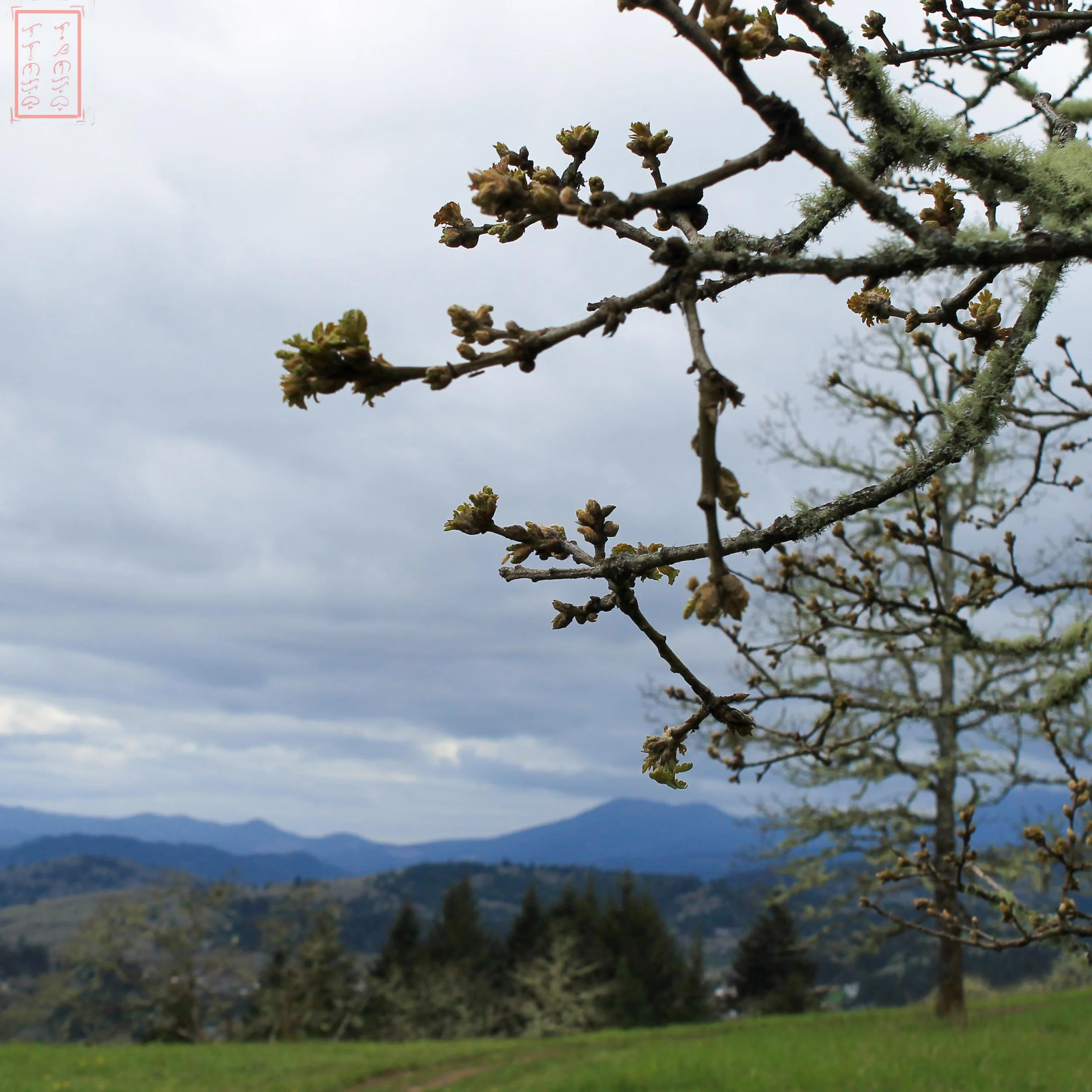 OR: Chip Ross Park and Dimple Hill