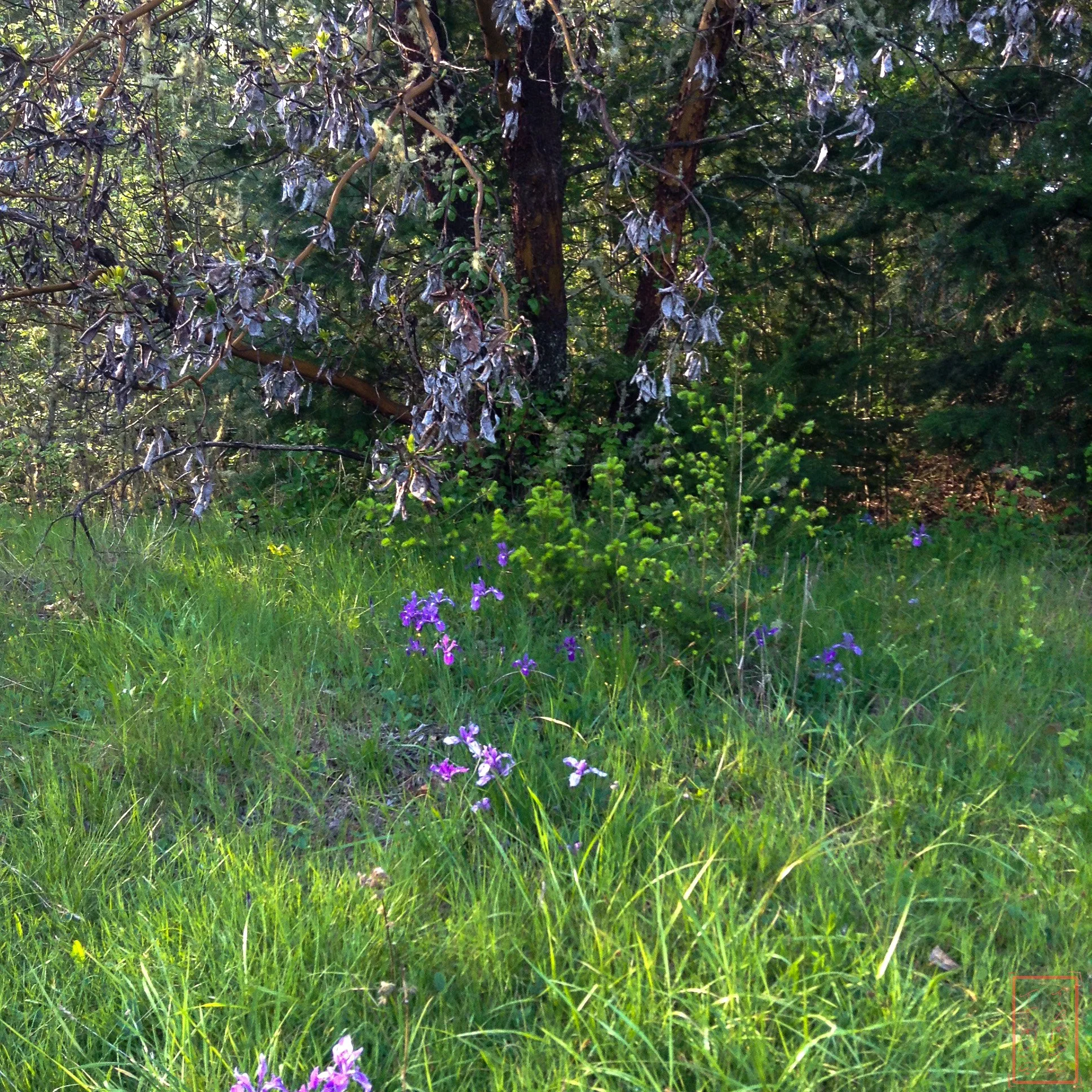 OR: William L. Finley National Wildlife Refuge