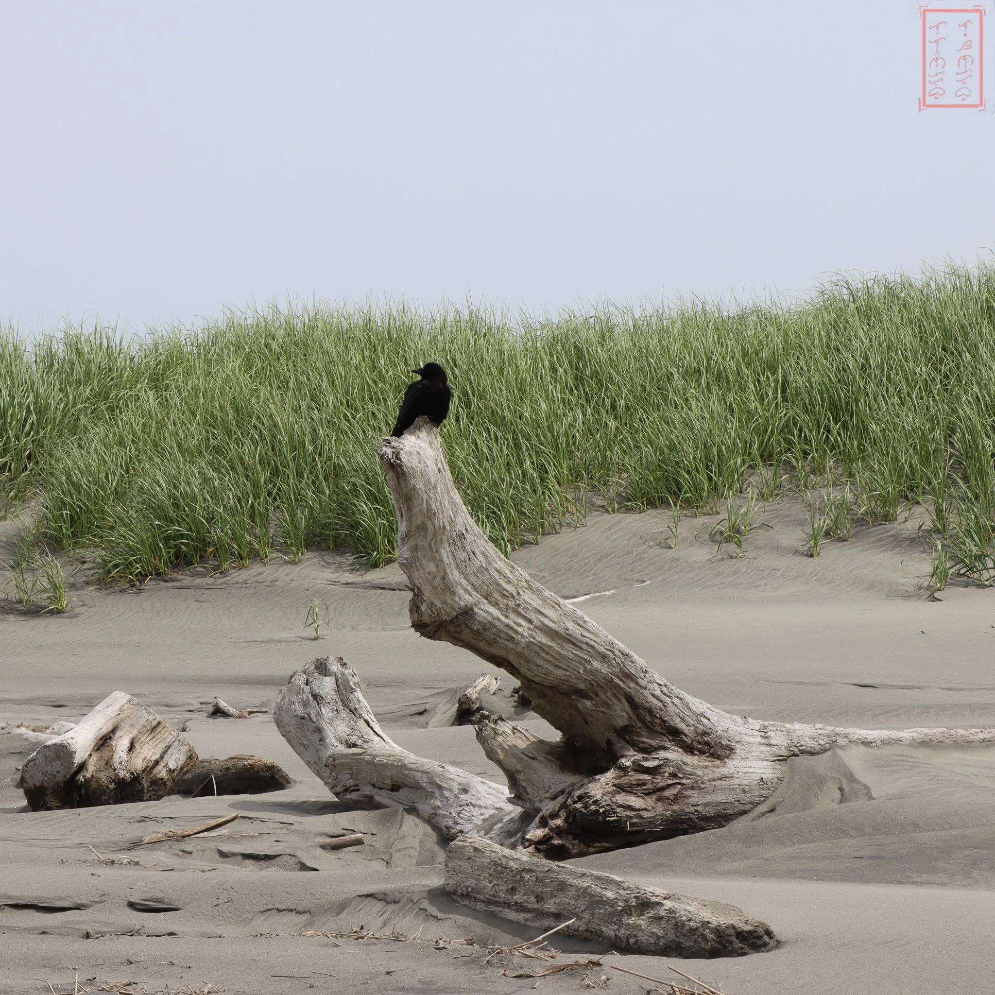 WA: Cape Disappointment