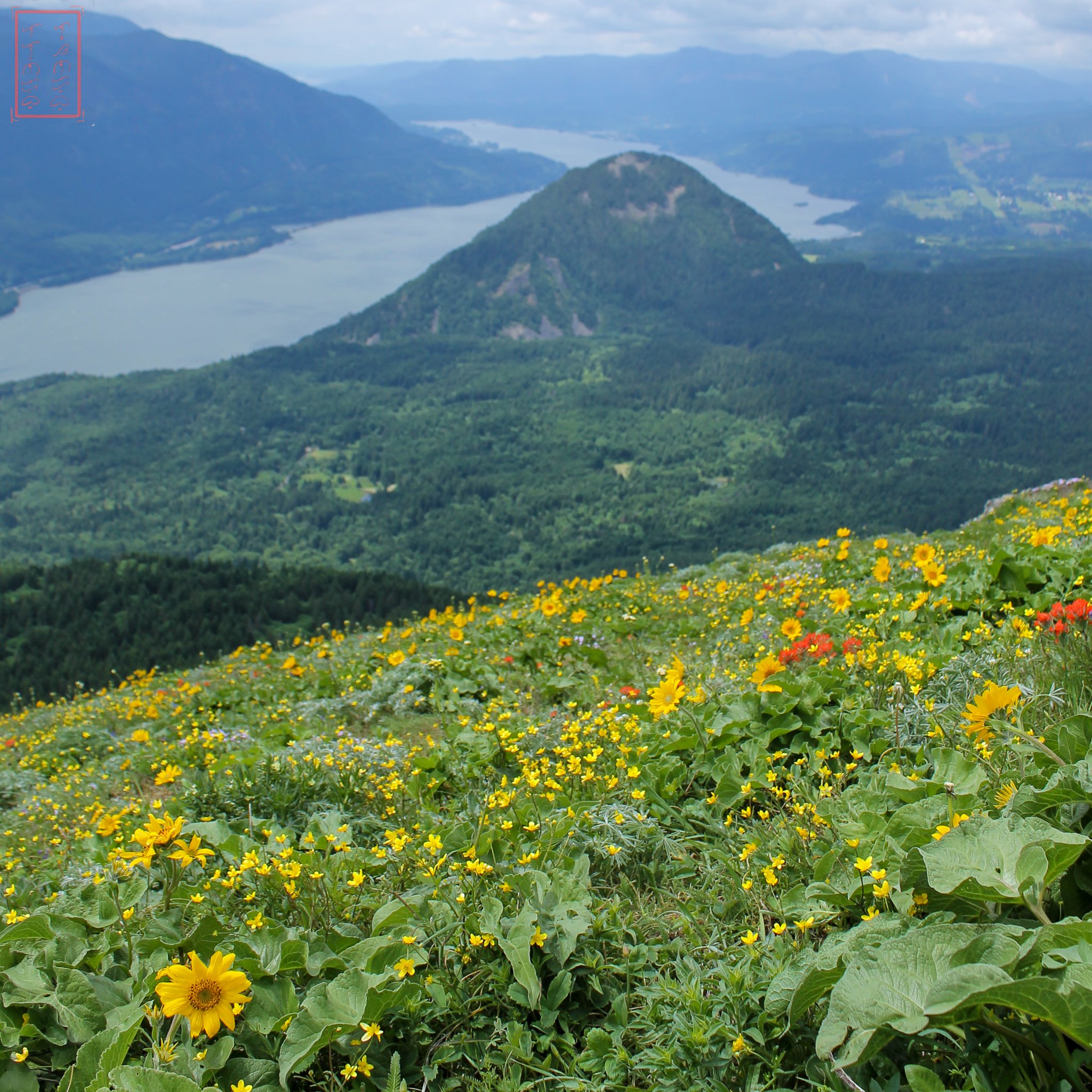WA: Dog Mountain