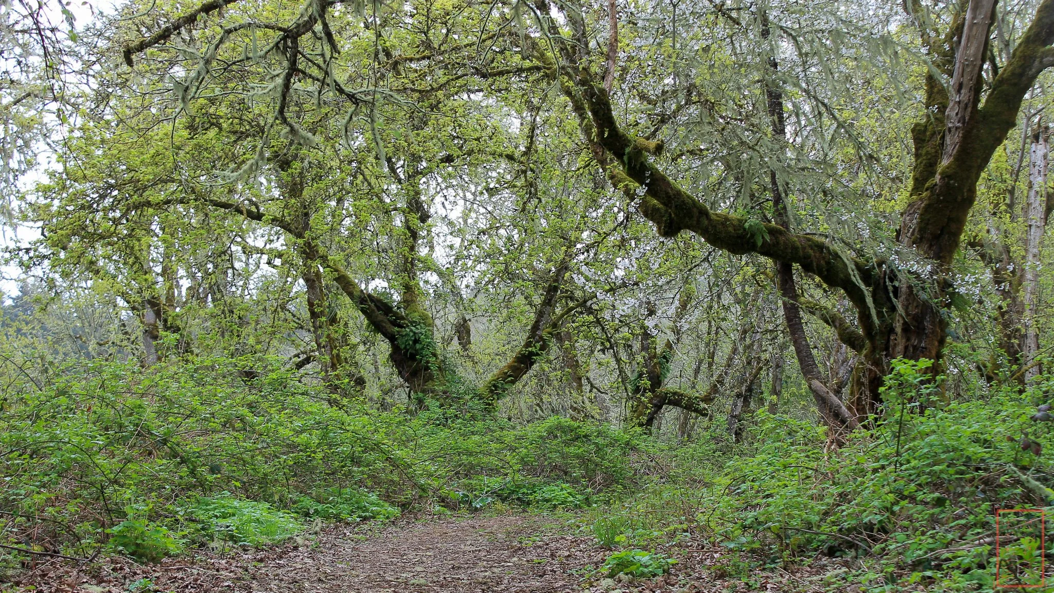 OR: William L. Finley National Wildlife Refuge