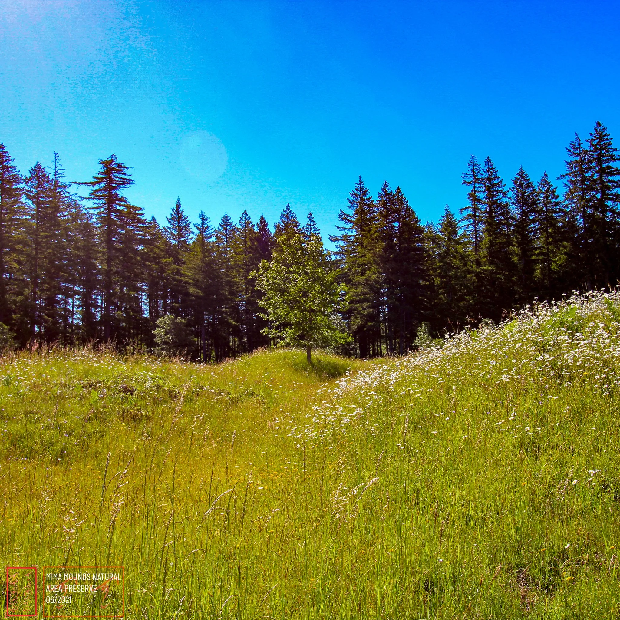 WA: Mima Mounds