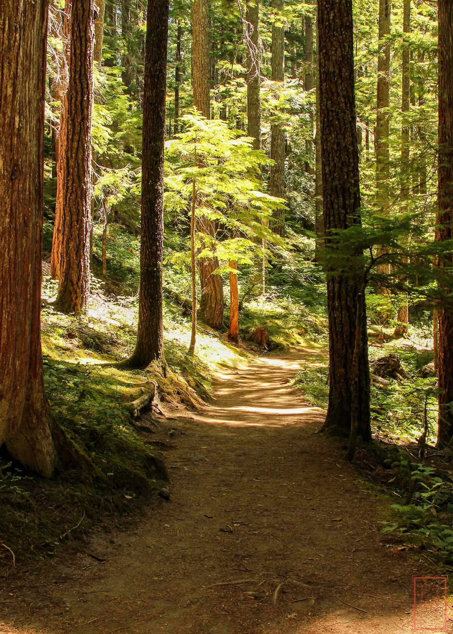 WA: Silver Falls