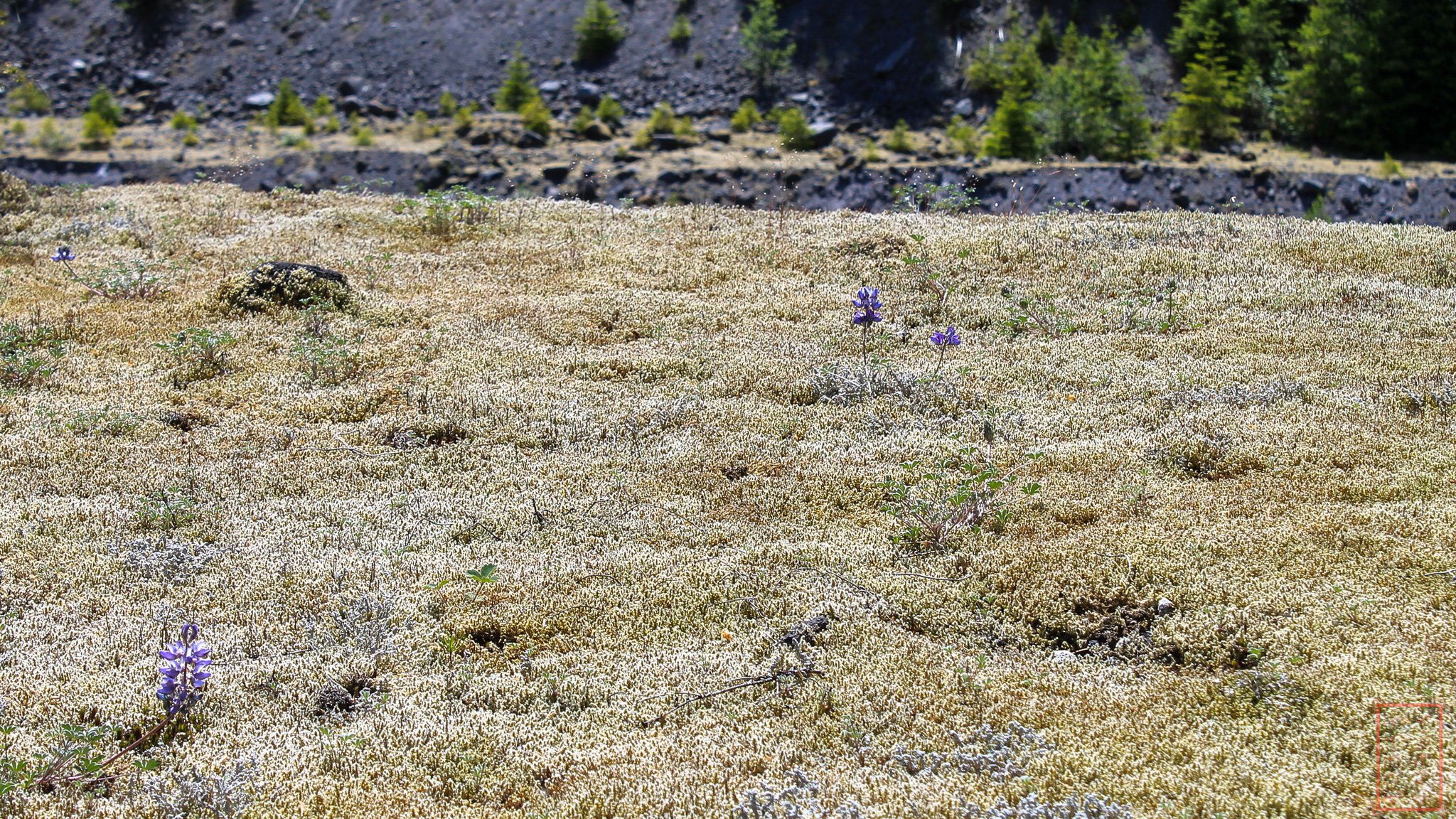WA: Lava Canyon