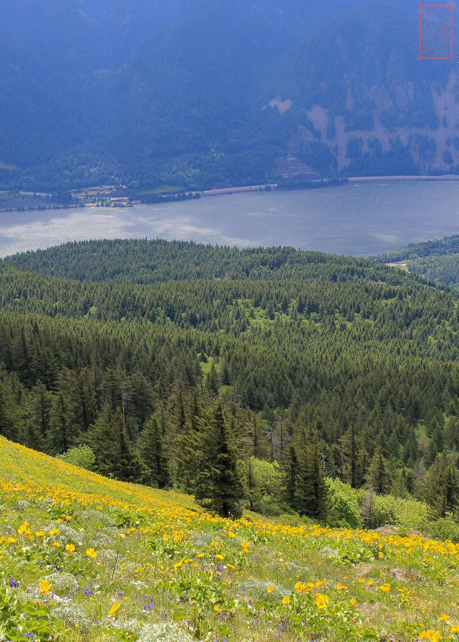 WA: Dog Mountain